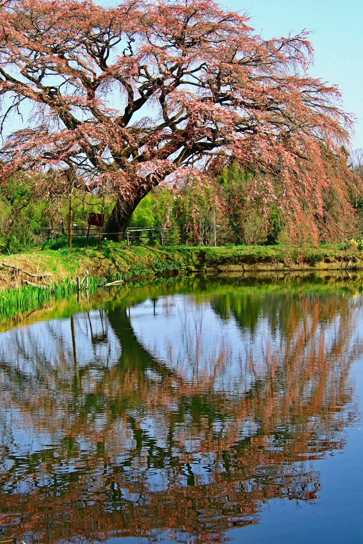 Pohon sakura yang indah dipantulkan di kolam tenang