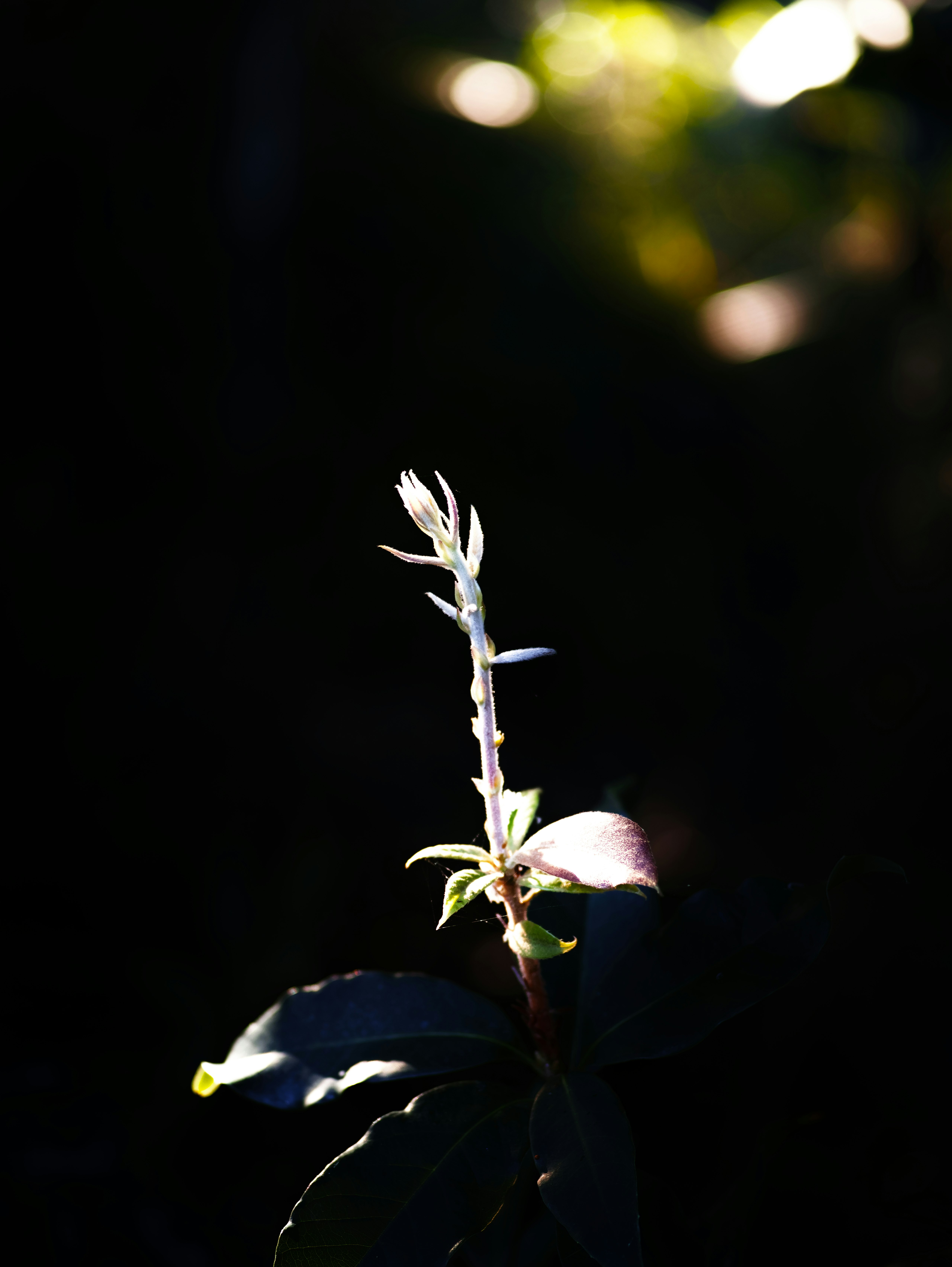 small sprout and budding flower against a dark background