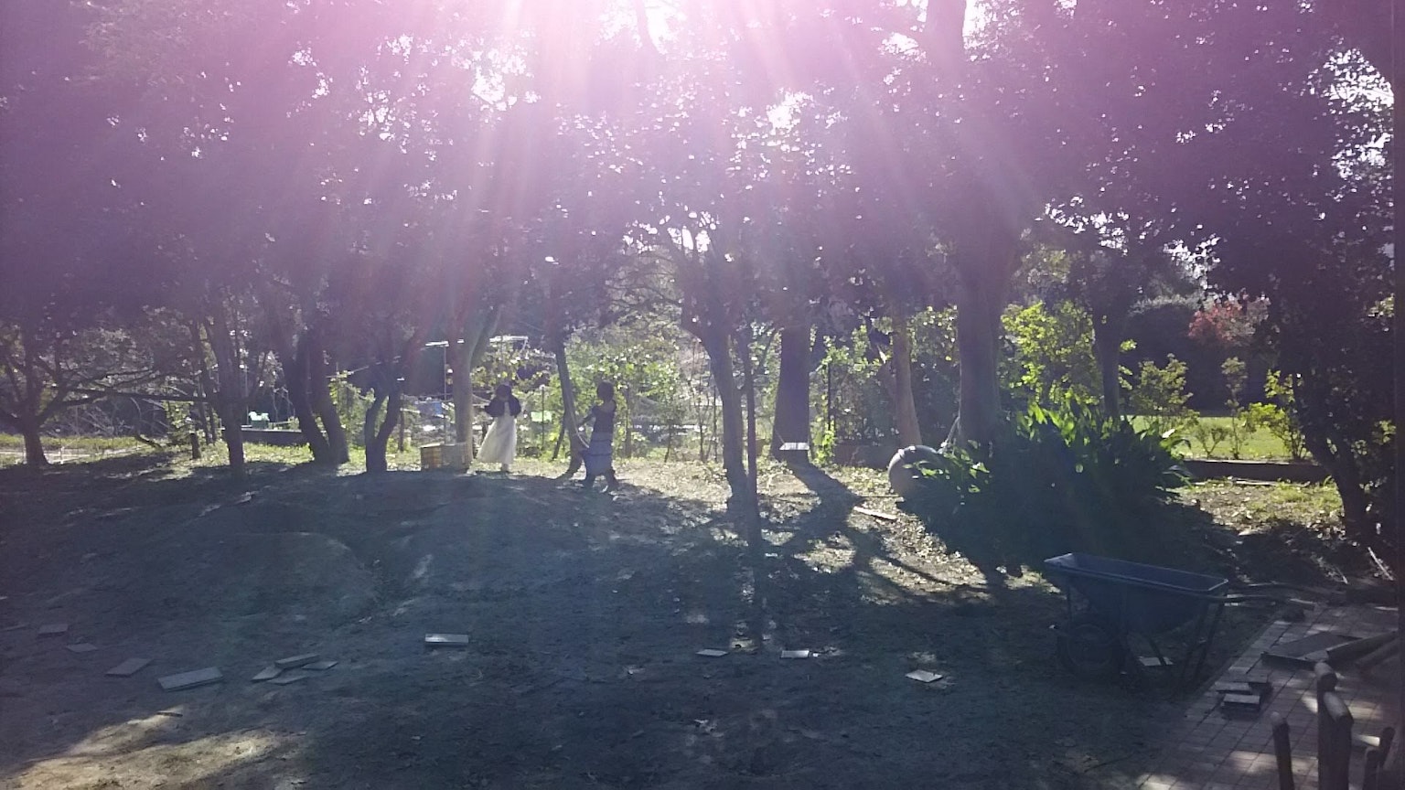 Paesaggio soleggiato con alberi e ombre