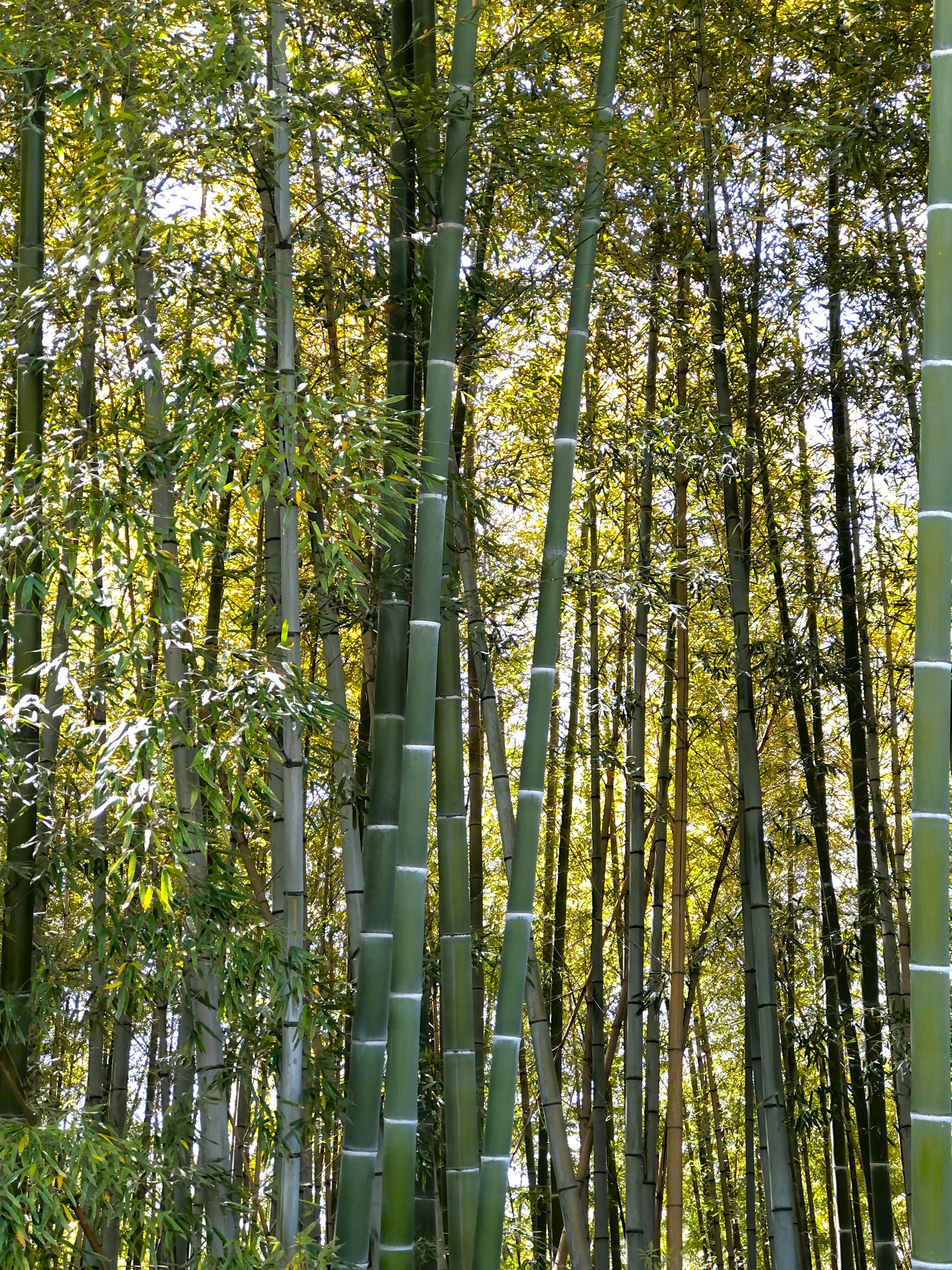竹林中高而细的竹竿林景