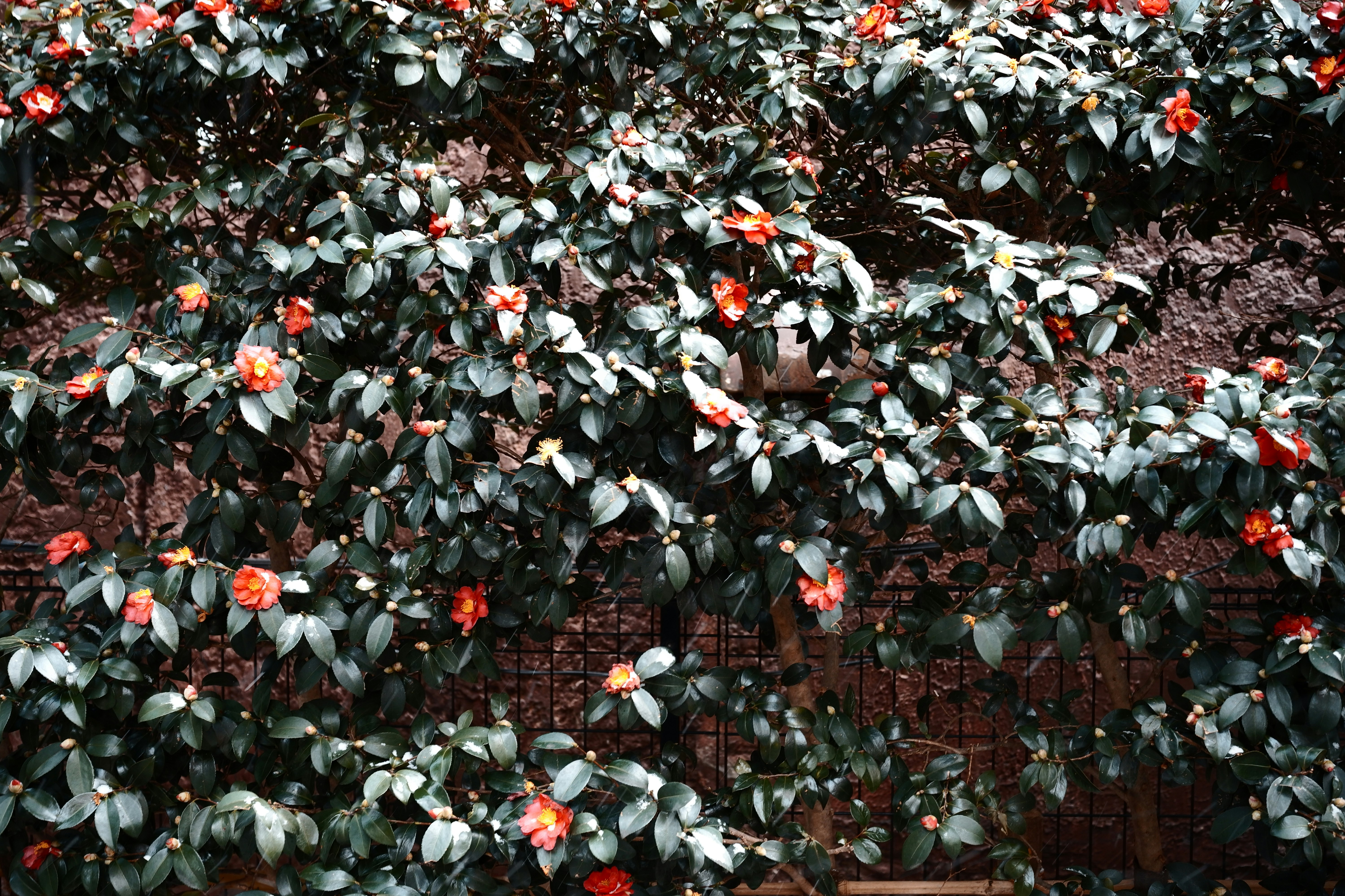 赤い花と緑の葉が豊かに茂る植物のクローズアップ