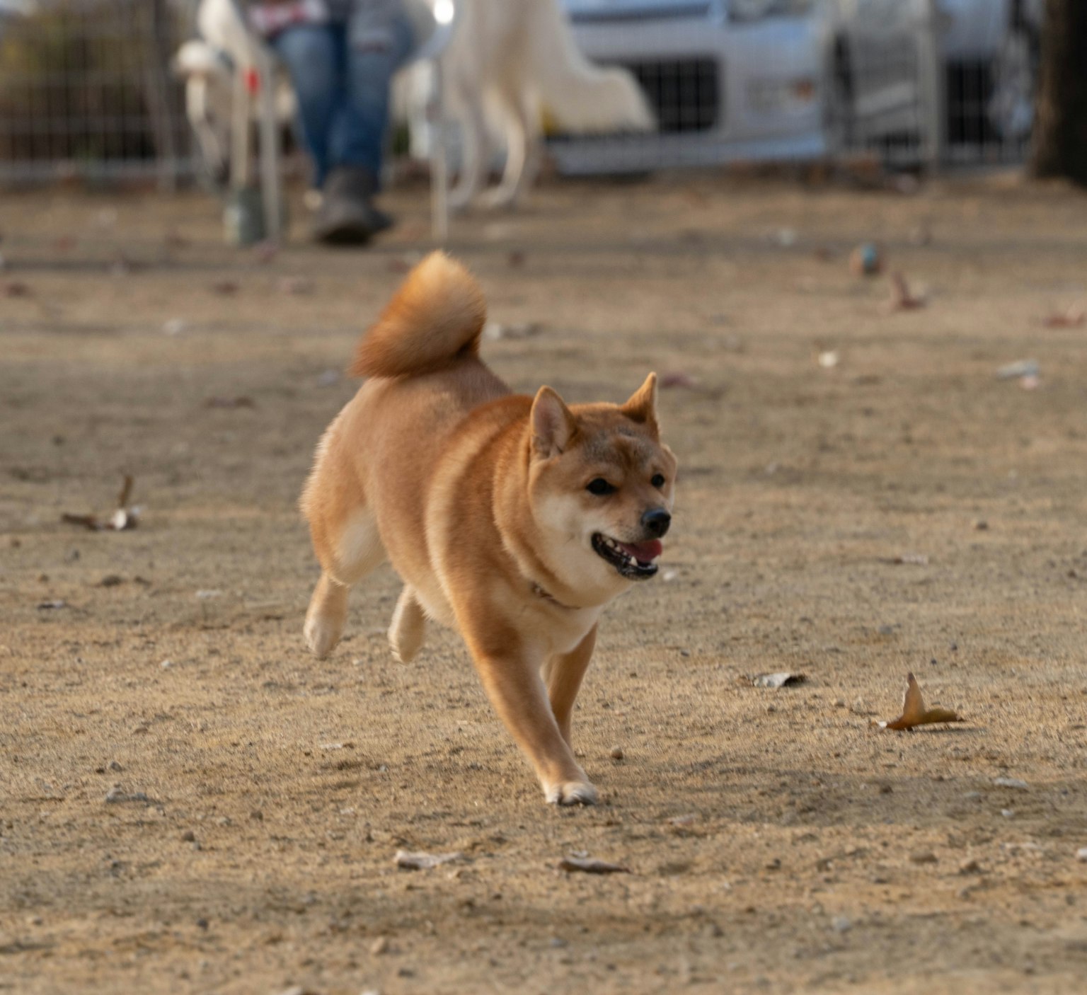 一隻棕色的柴犬在公園裡快樂地奔跑