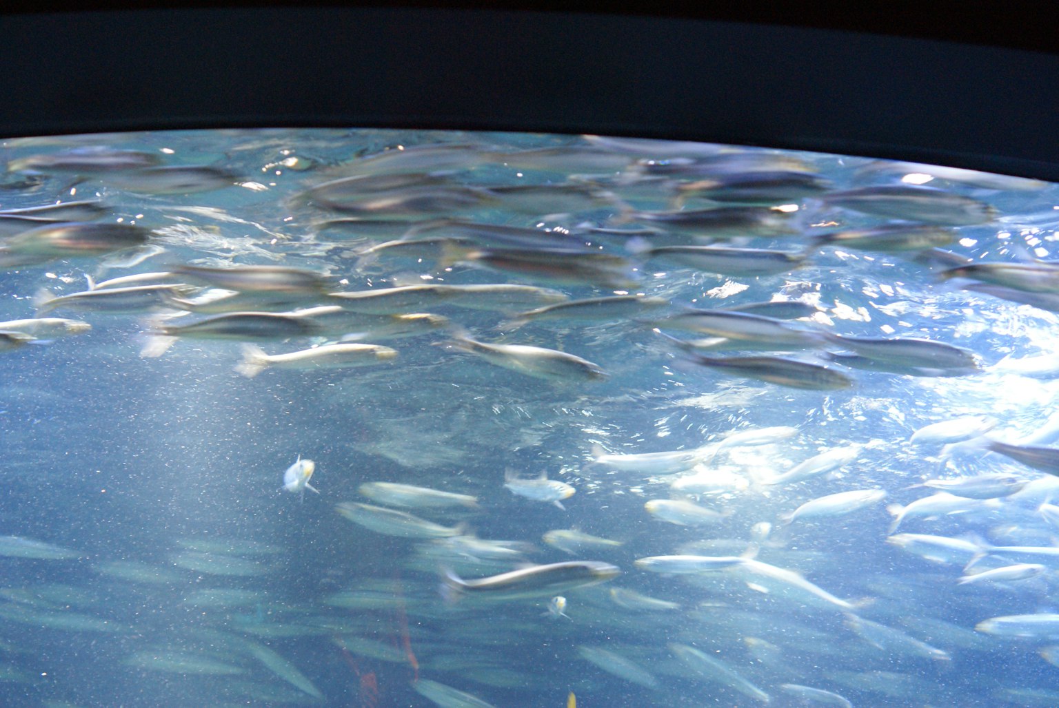 水中で泳ぐ小魚の群れが光を反射している