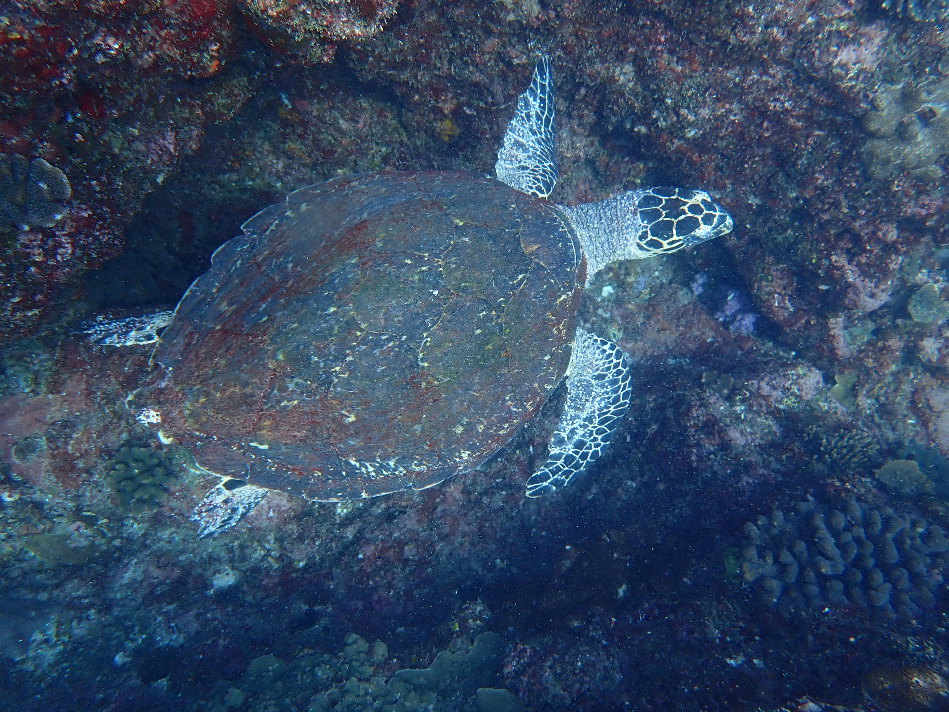image d’une tortue marine nageant sur un fond rocheux
