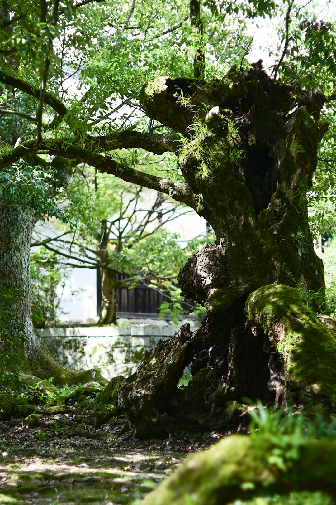 苔むした大木の根元と枝葉のある緑の小道
