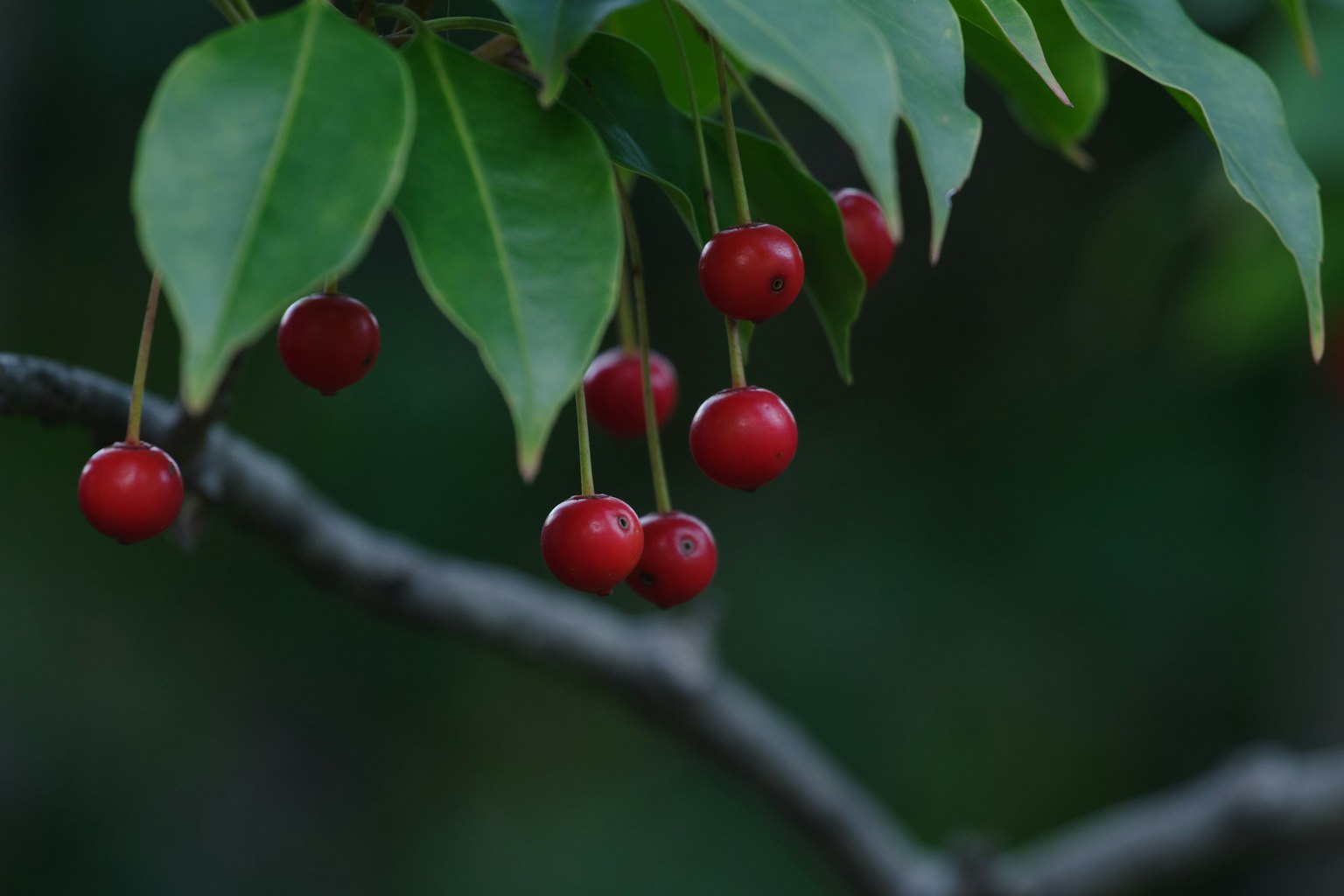 Red berries hanging from a branch among green leaves
