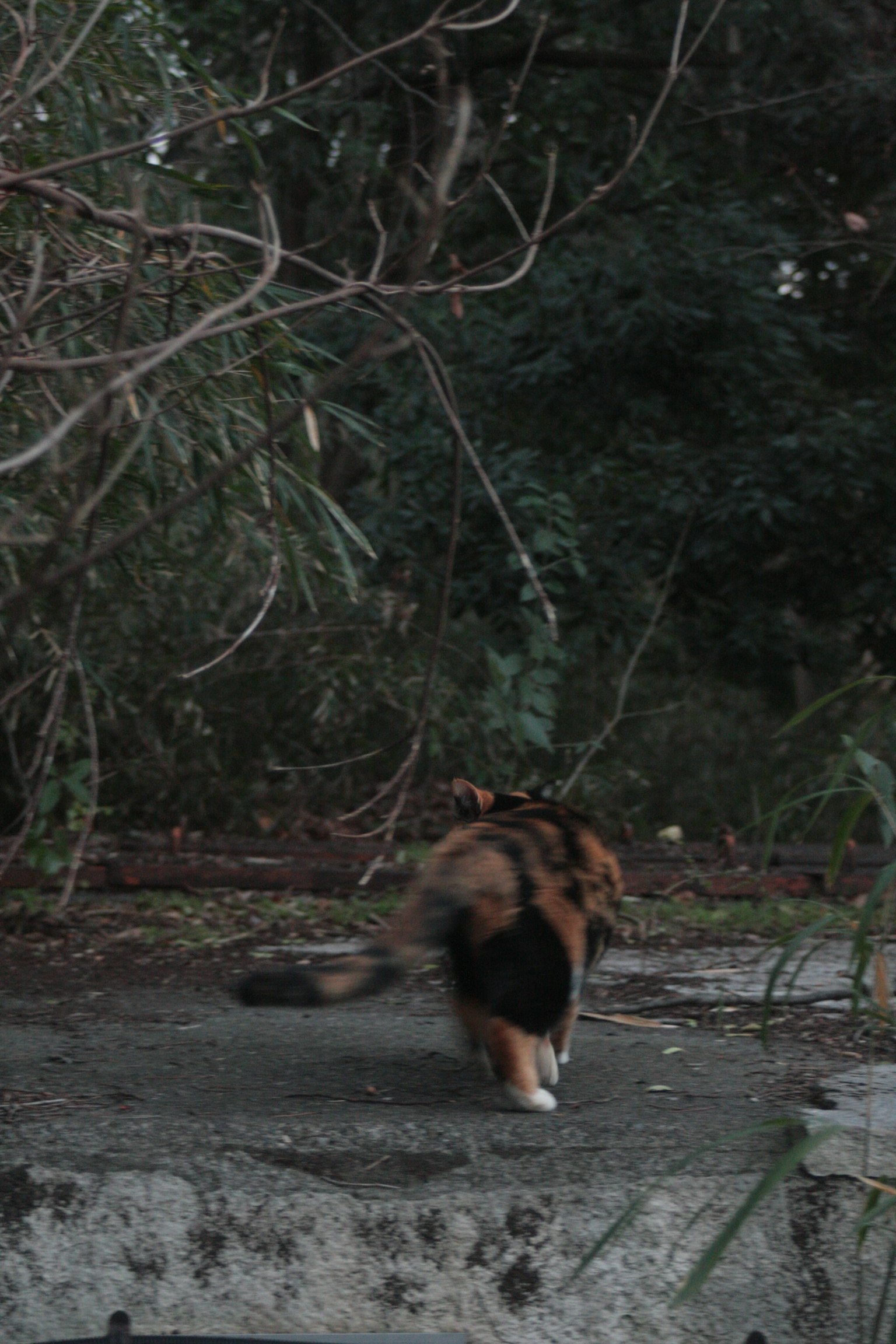 Un gato calico caminando hacia atrás con un fondo verde