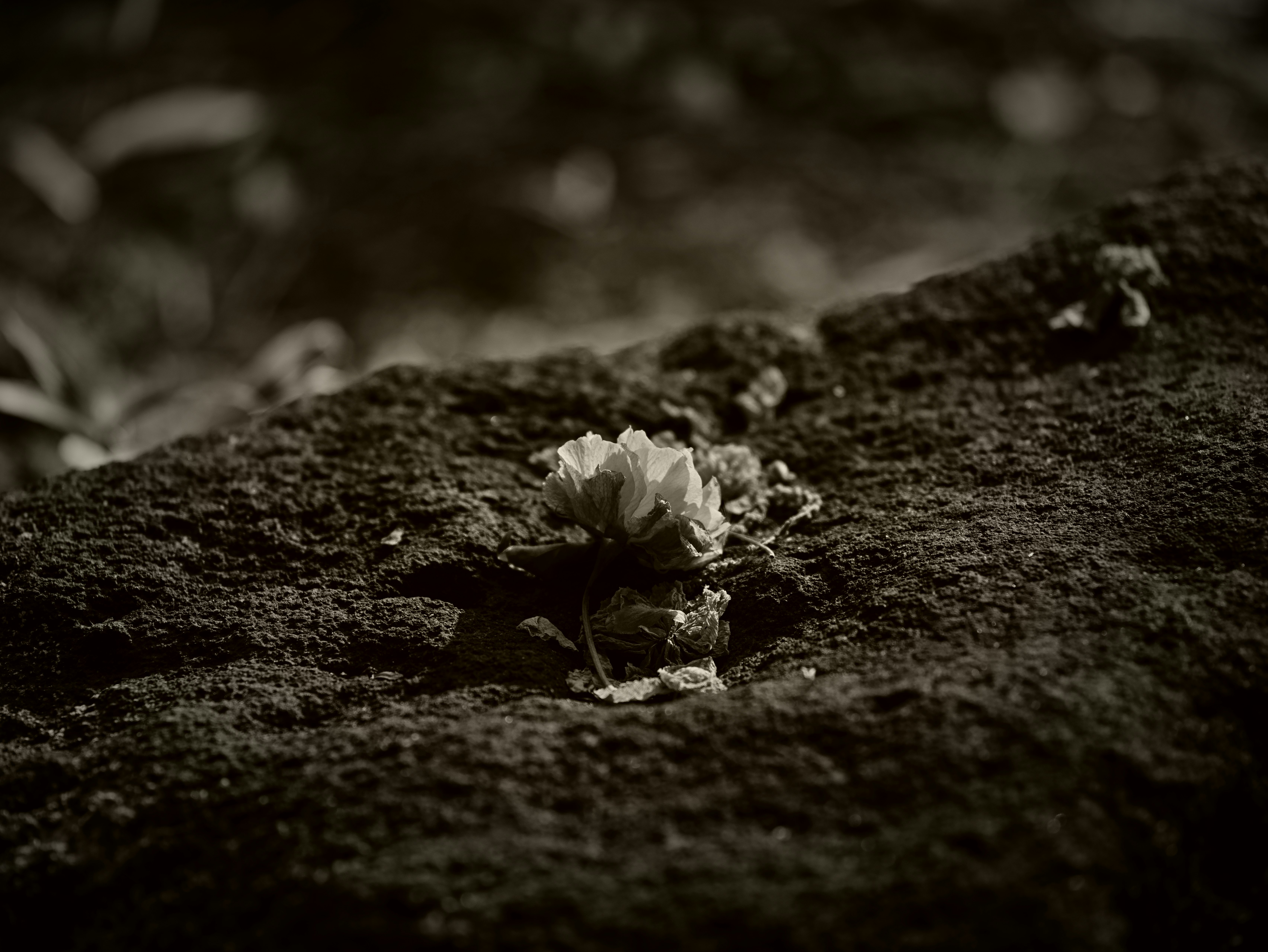 苔むした石の上に咲く小さな花