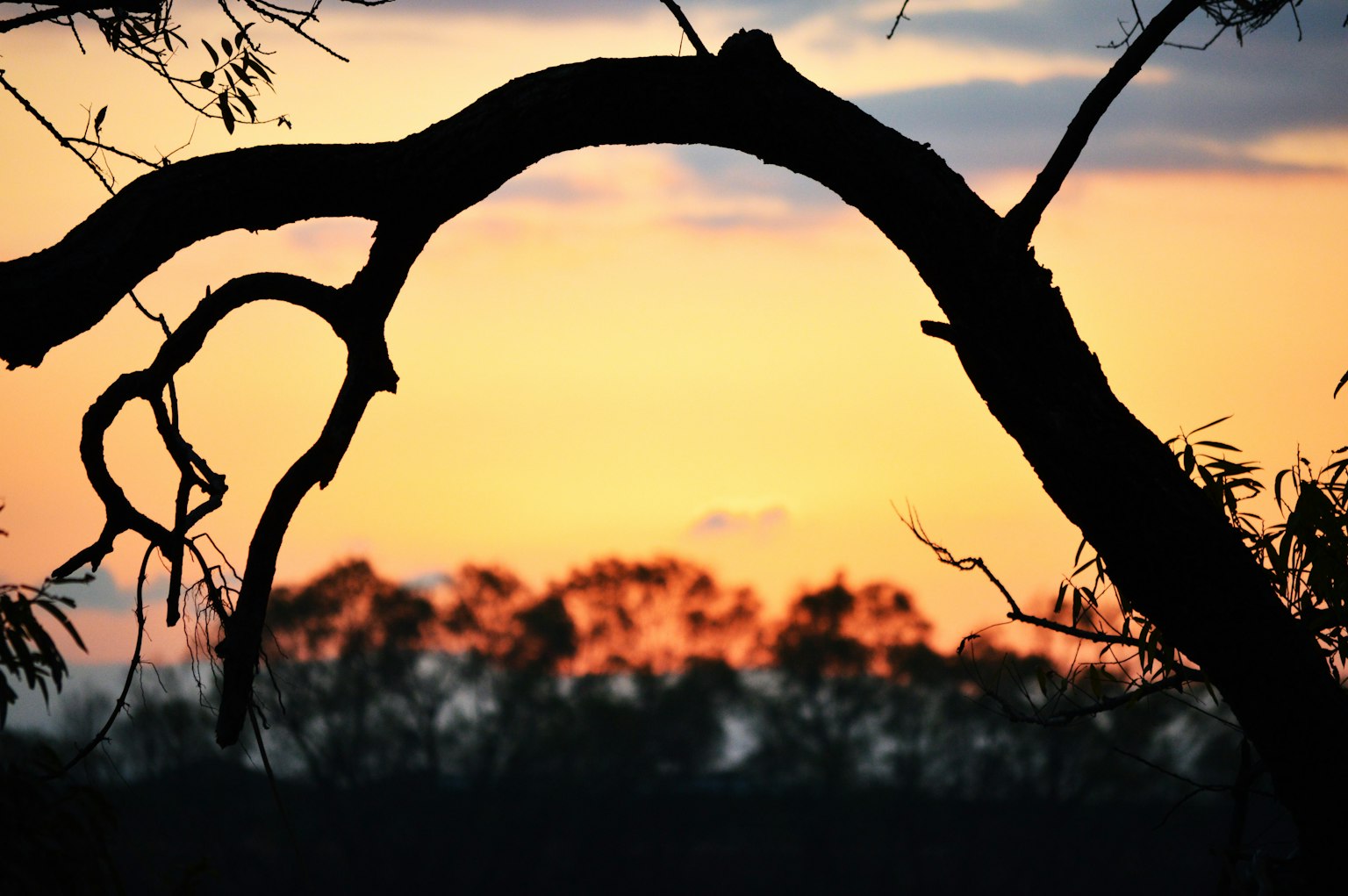Silhouette di un ramo contro un tramonto colorato