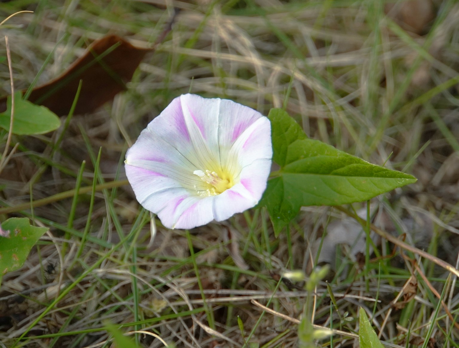 Petite fleur avec des pétales blancs et roses et des feuilles vertes