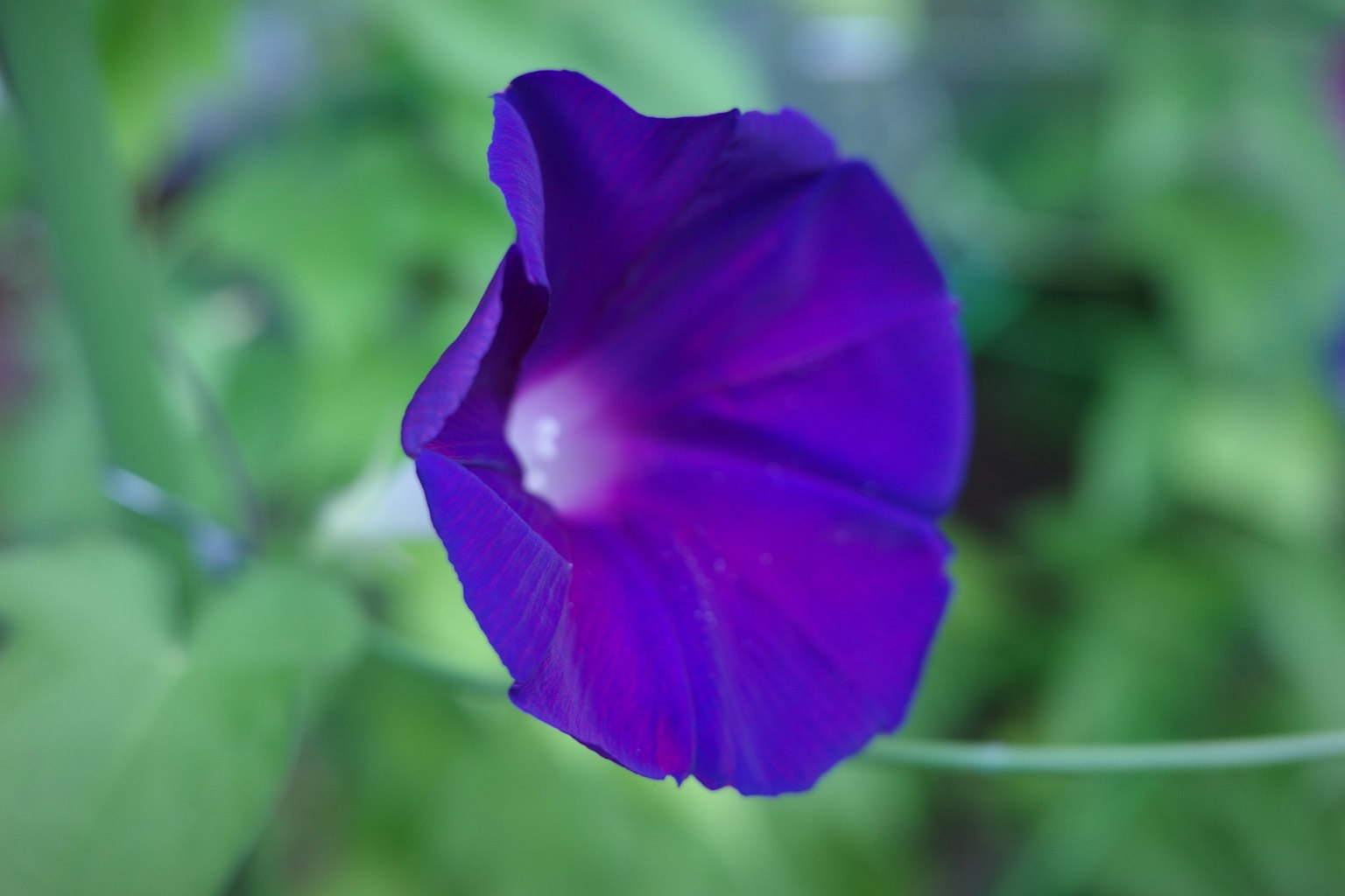 Belle fleur de gloire du matin avec des pétales violets
