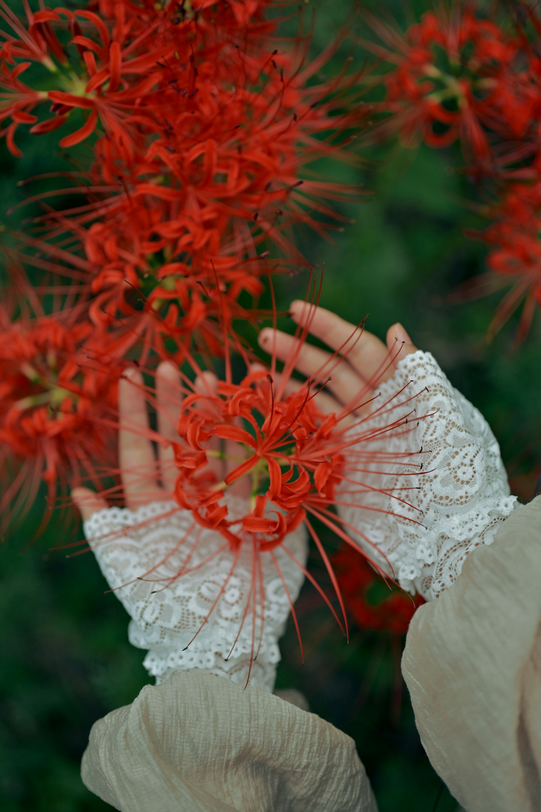 lace-gloved hands touching red spider lilies