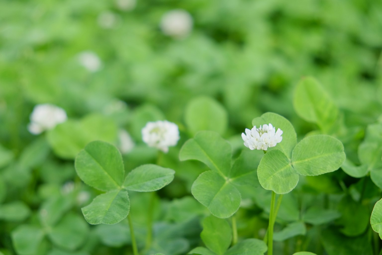 Un grupo de trébol con hojas verdes y flores blancas