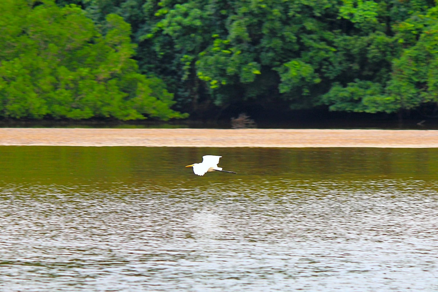 A white bird flying over the water with a green background