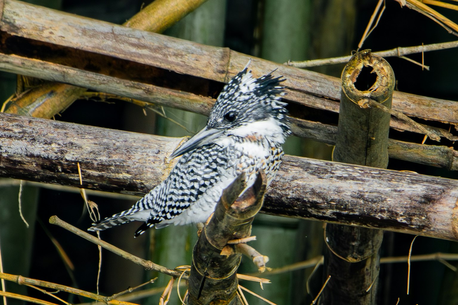 Ein schwarz-weißer Eisvogel, der auf Bambus sitzt