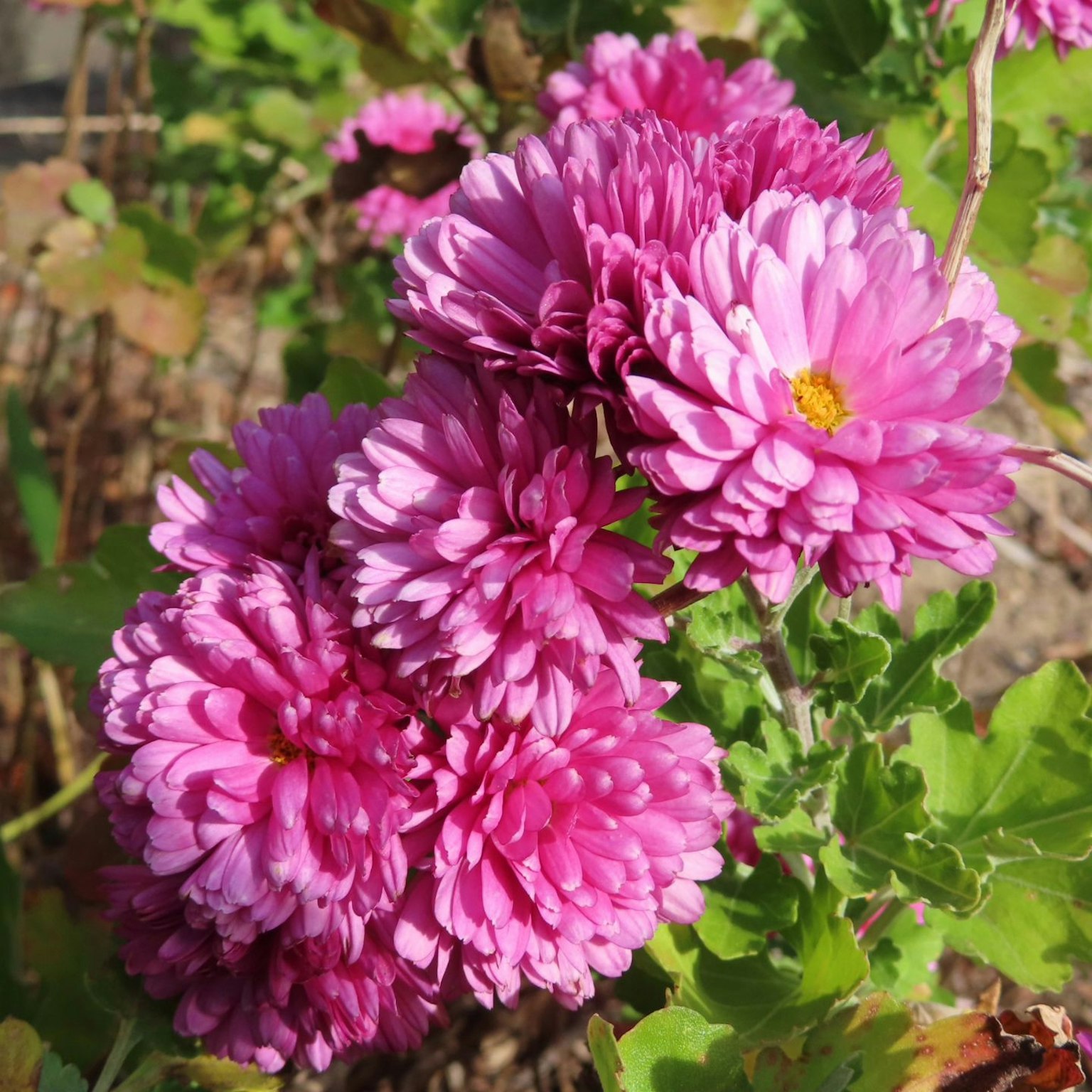 Vibrant pink chrysanthemums blooming together
