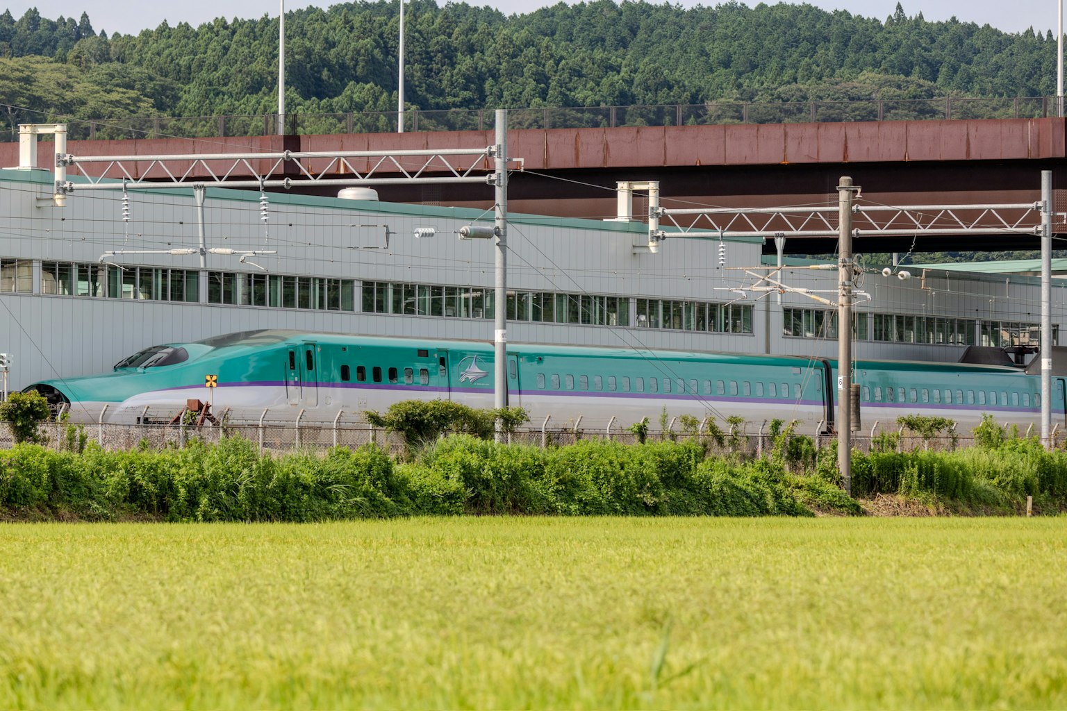 Shinkansen-Zug in der Nähe eines Reisfeldes