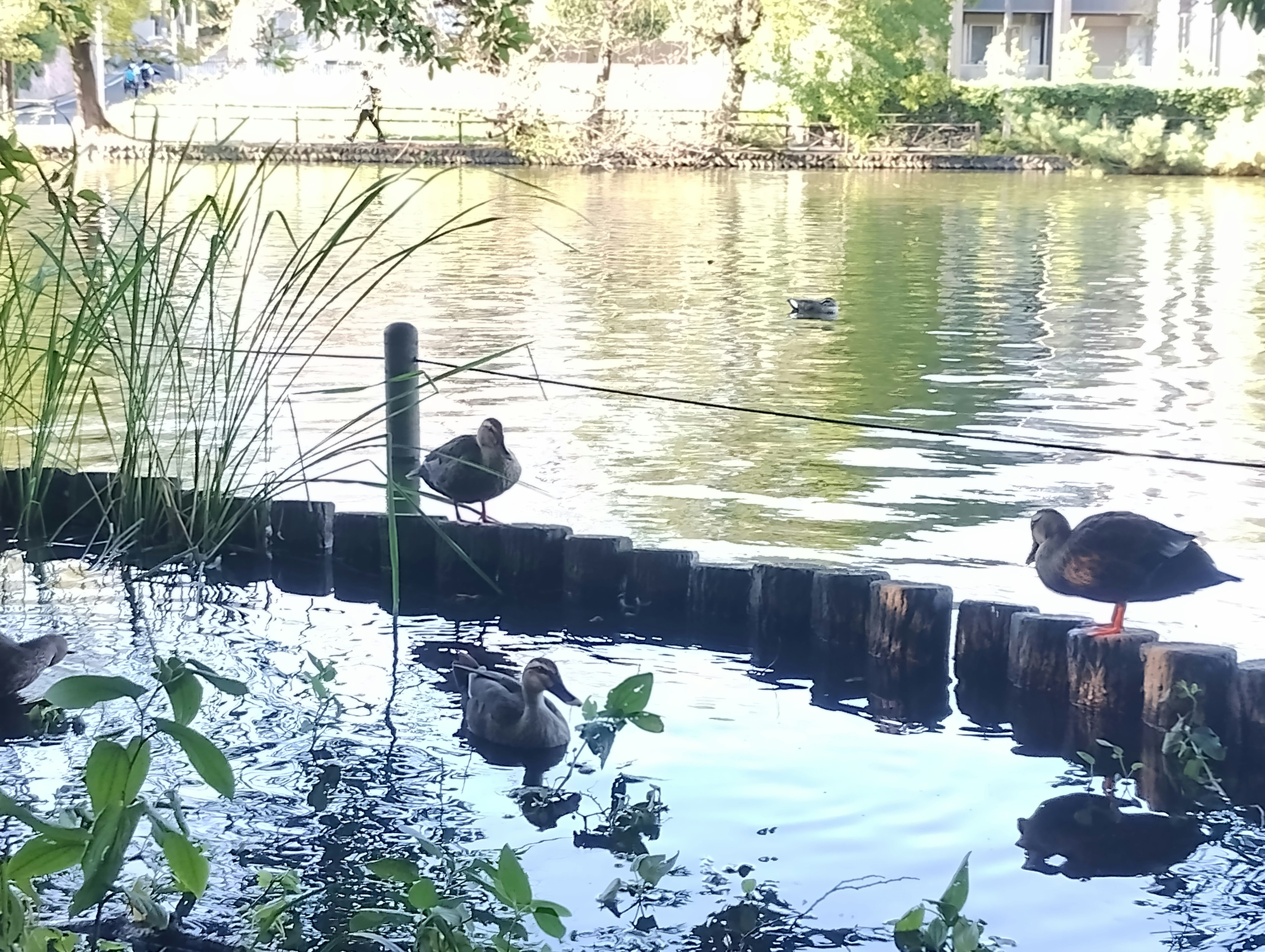 bebek dan burung kecil berkumpul di tepi kolam