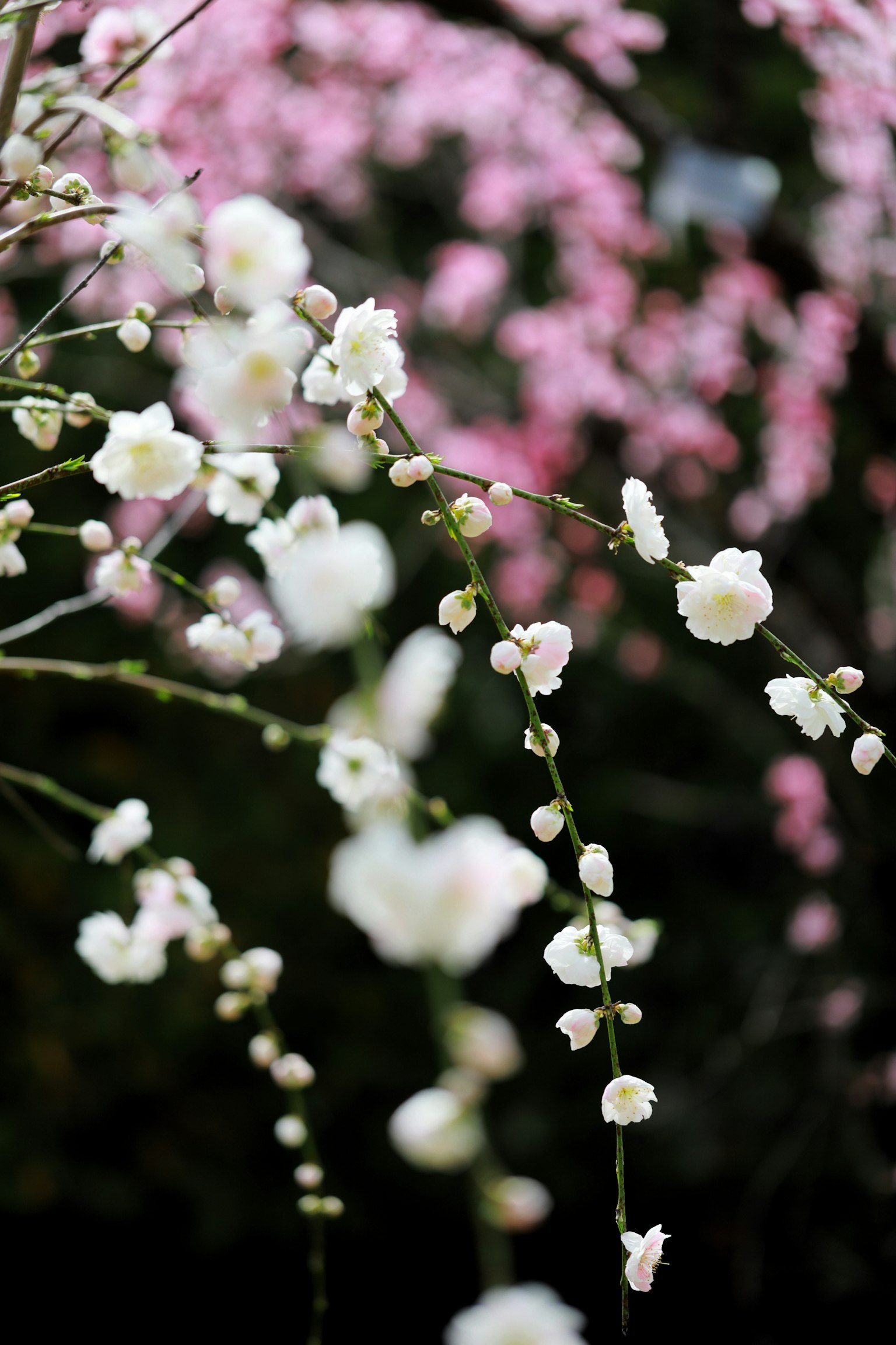 Fleurs blanches délicates avec un arrière-plan rose flou au printemps