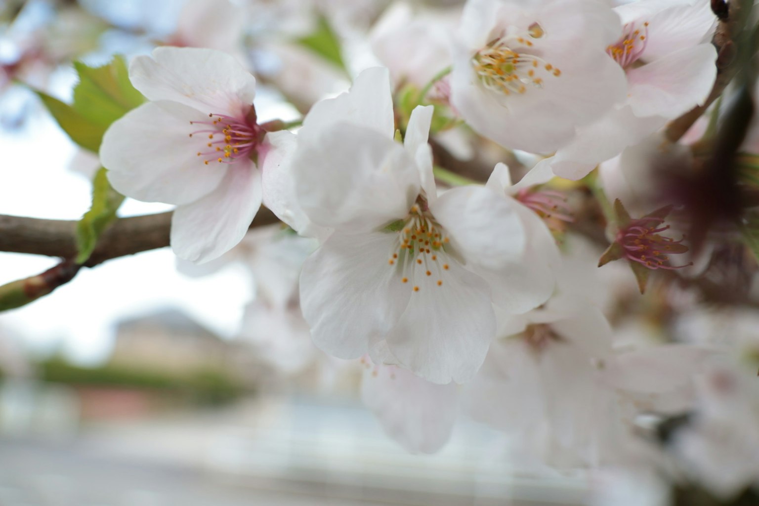 Gros plan de fleurs de cerisier avec des pétales blancs et des marquages roses subtils
