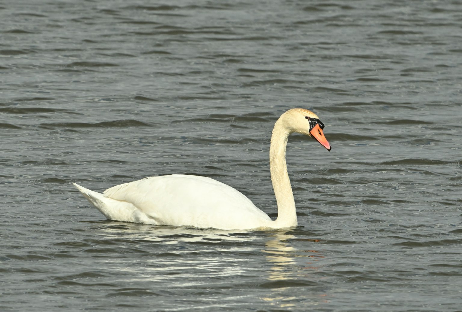 Bild eines Schwans, der auf dem Wasser schwimmt