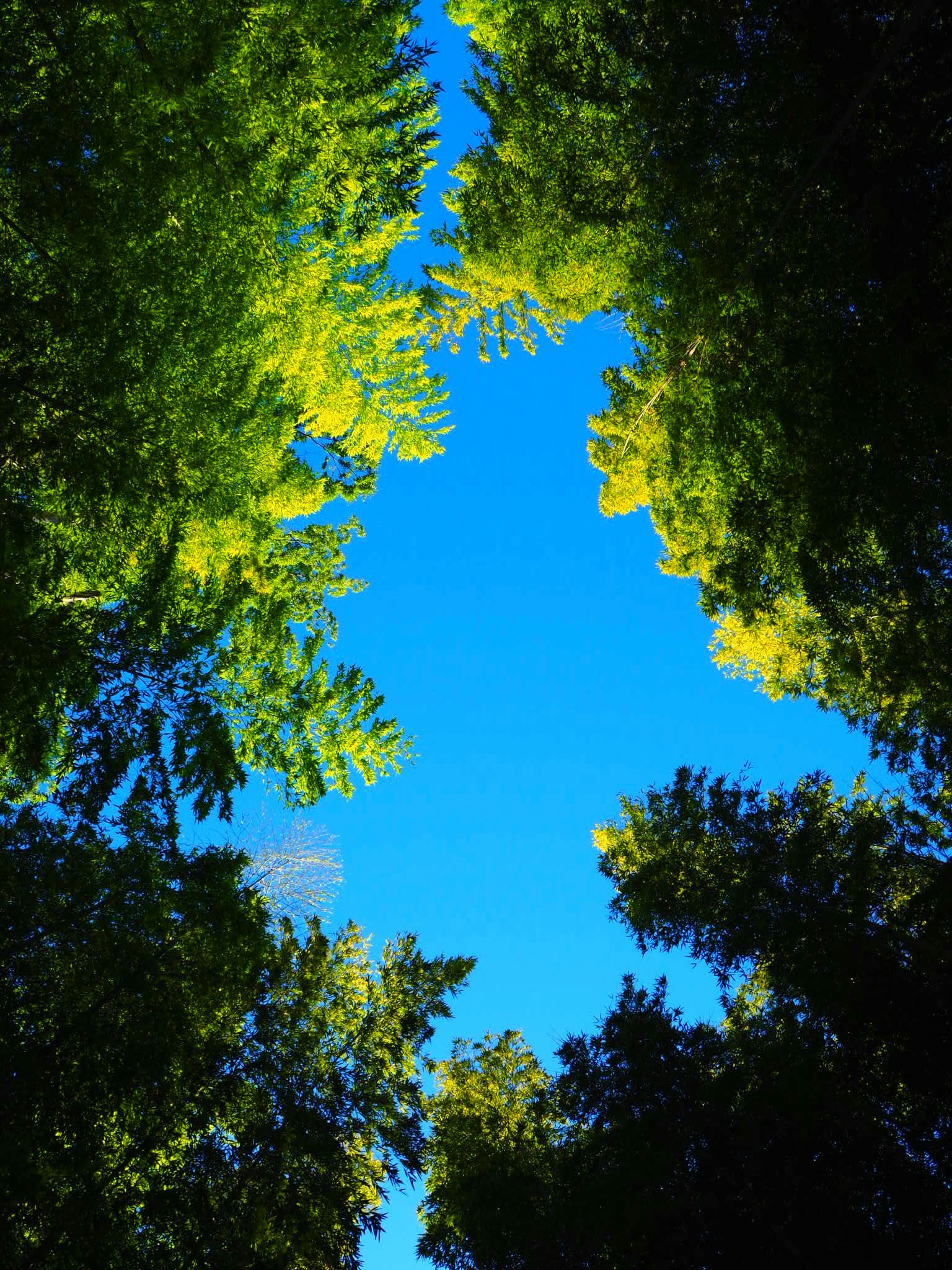 Grünes Laub, das einen klaren blauen Himmel umrahmt