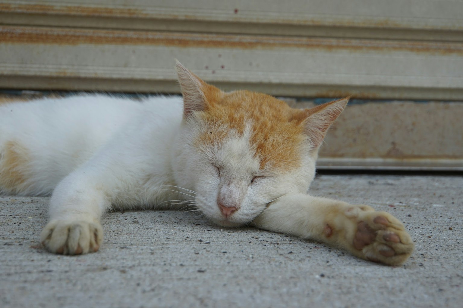 橙白色的猫在混凝土表面上睡觉