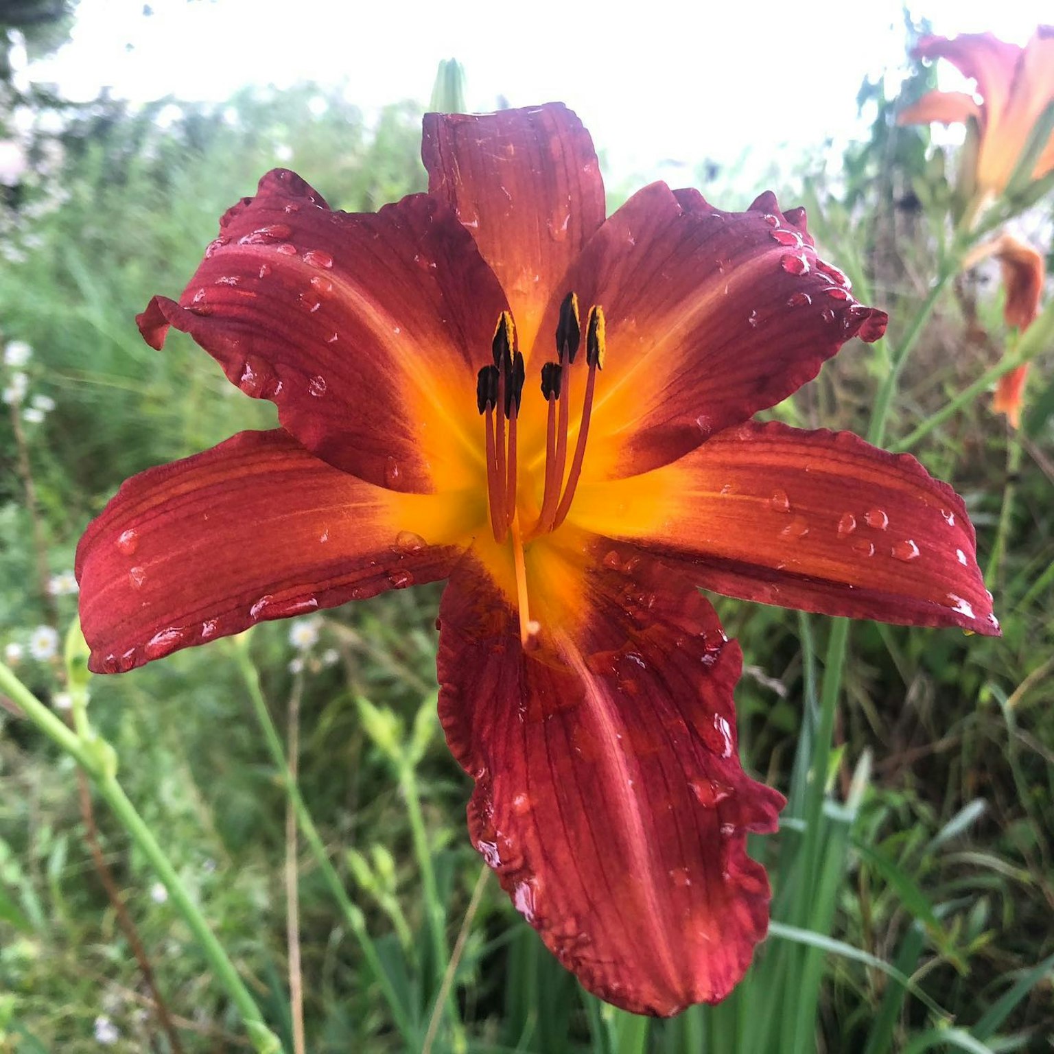 Bunga lily merah cerah dengan tetesan air