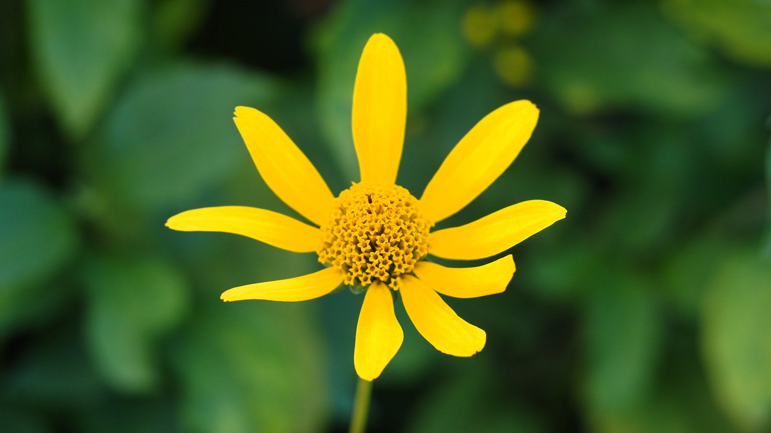 Cận cảnh của một bông hoa với cánh hoa màu vàng rực rỡ