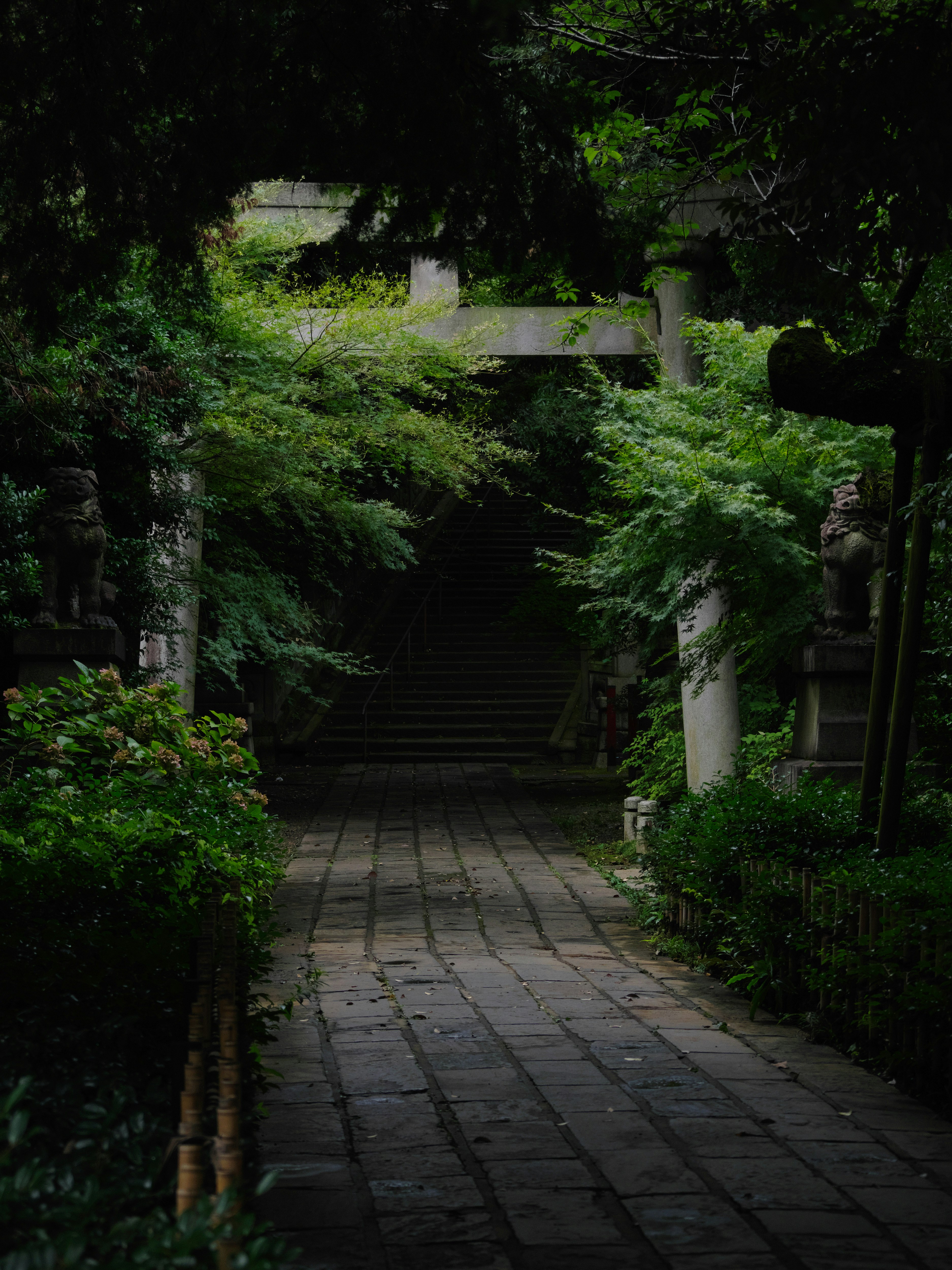 光のあたった参道の鳥居と石段のある氷川神社の境内
