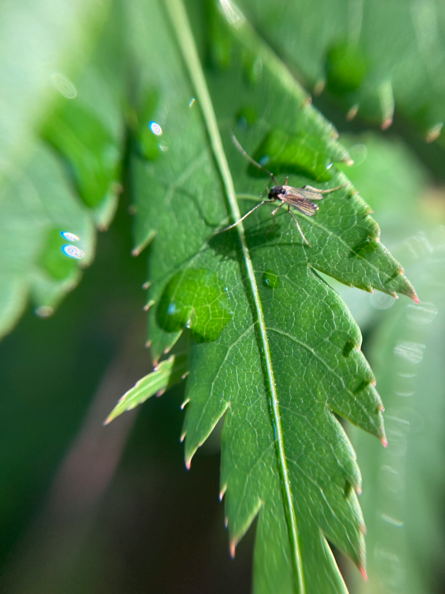 A green leaf with water droplets and a small insect resting on it