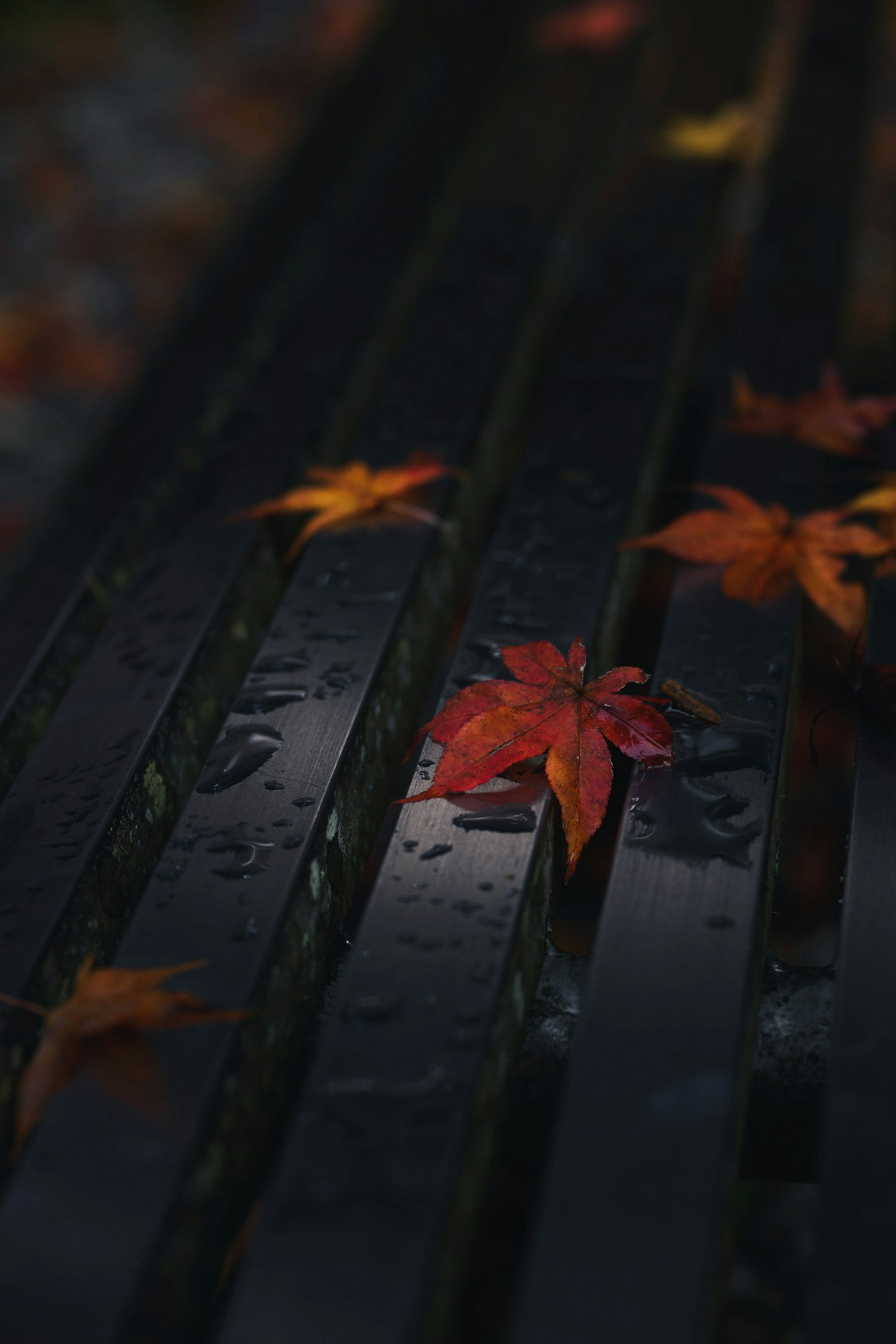 黒いベンチの上に落ちた赤い楓の葉と水滴