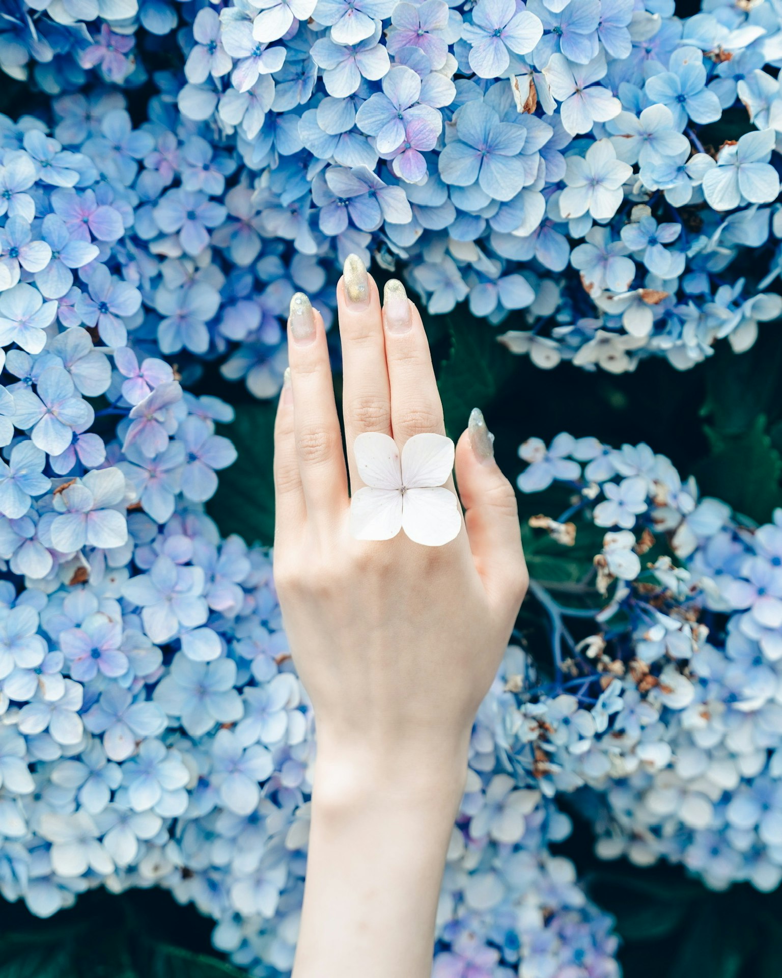Eine Hand mit Ringen vor blauen Hortensienblüten