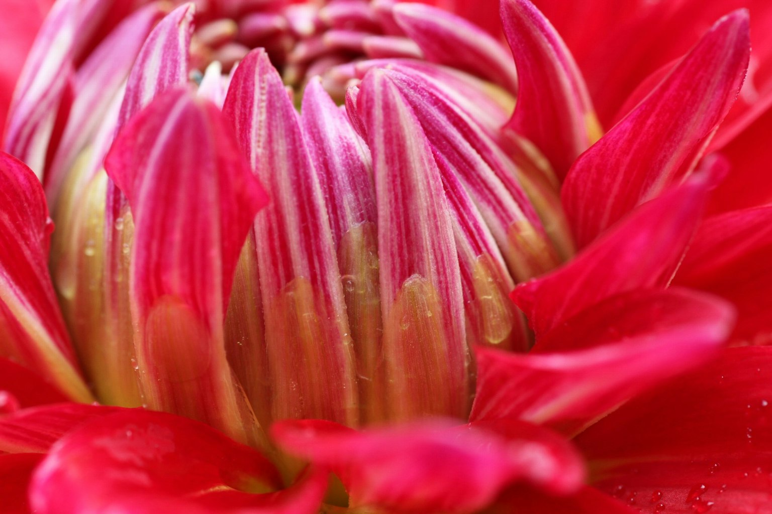 Close-up bunga merah dengan kelopak memanjang bertumpuk di tengah