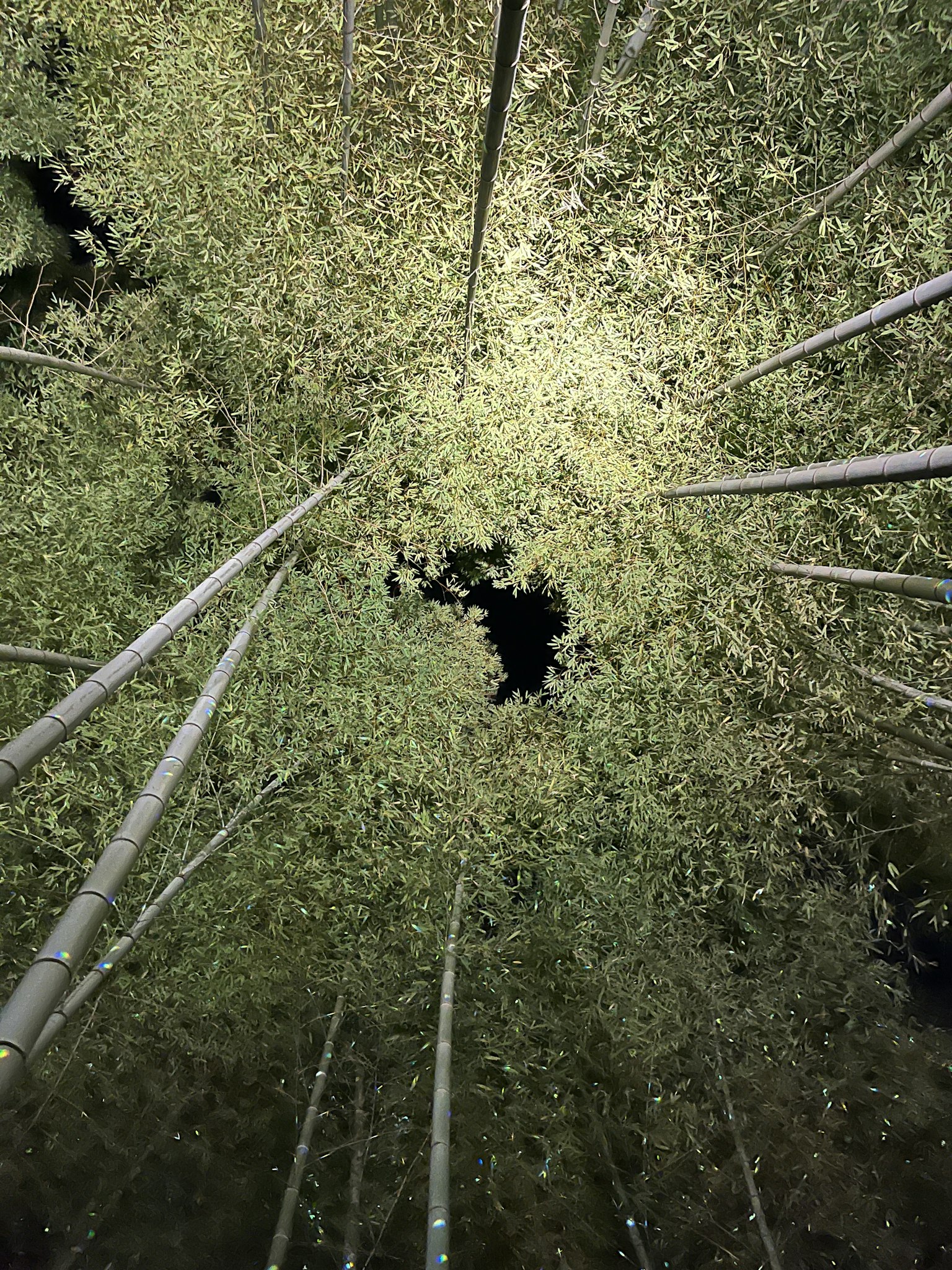 View looking up into a bamboo forest with slender bamboo stalks reaching upwards