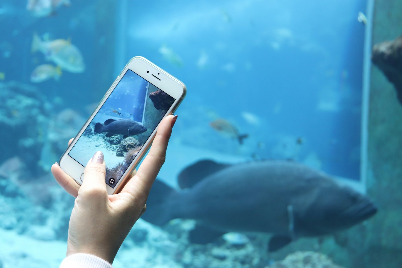 Main tenant un smartphone prenant en photo un poisson dans un aquarium