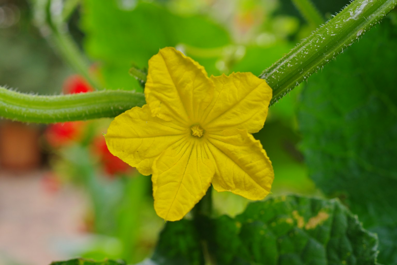 Fiore di cetriolo giallo brillante circondato da foglie verdi
