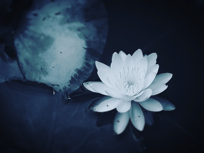 水面に浮かぶ白い蓮の花と青い光の水彩的な雰囲気