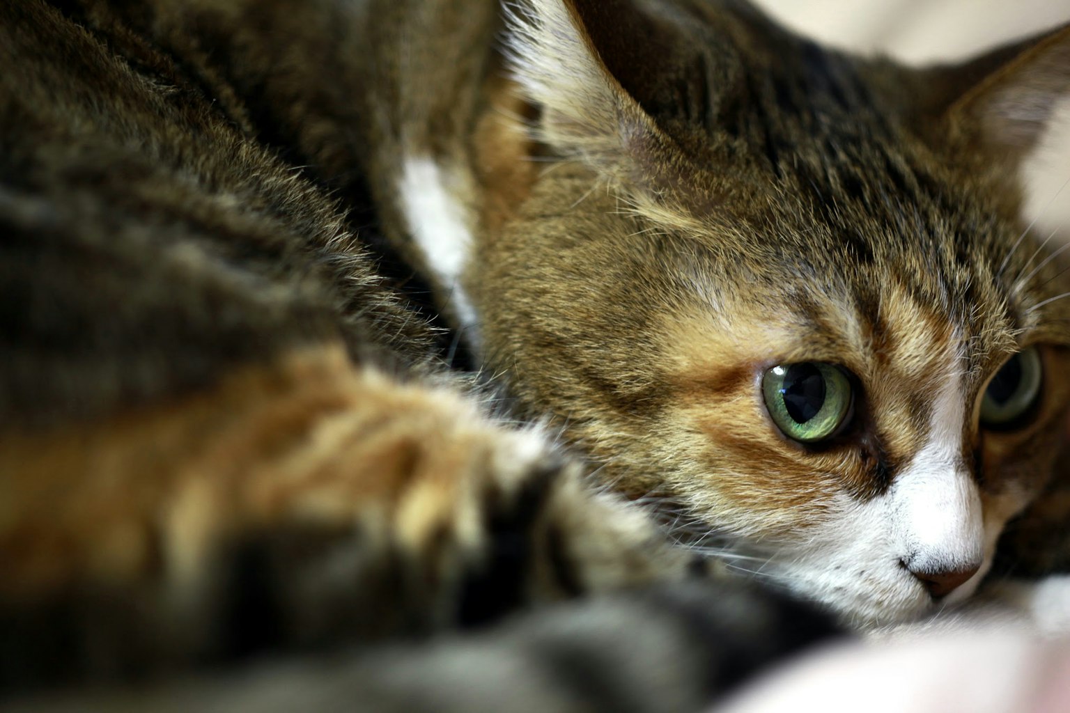 Image en gros plan d'un chat couché