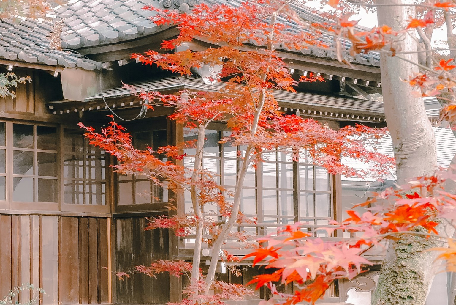 Maison japonaise traditionnelle entourée de feuilles rouges vives
