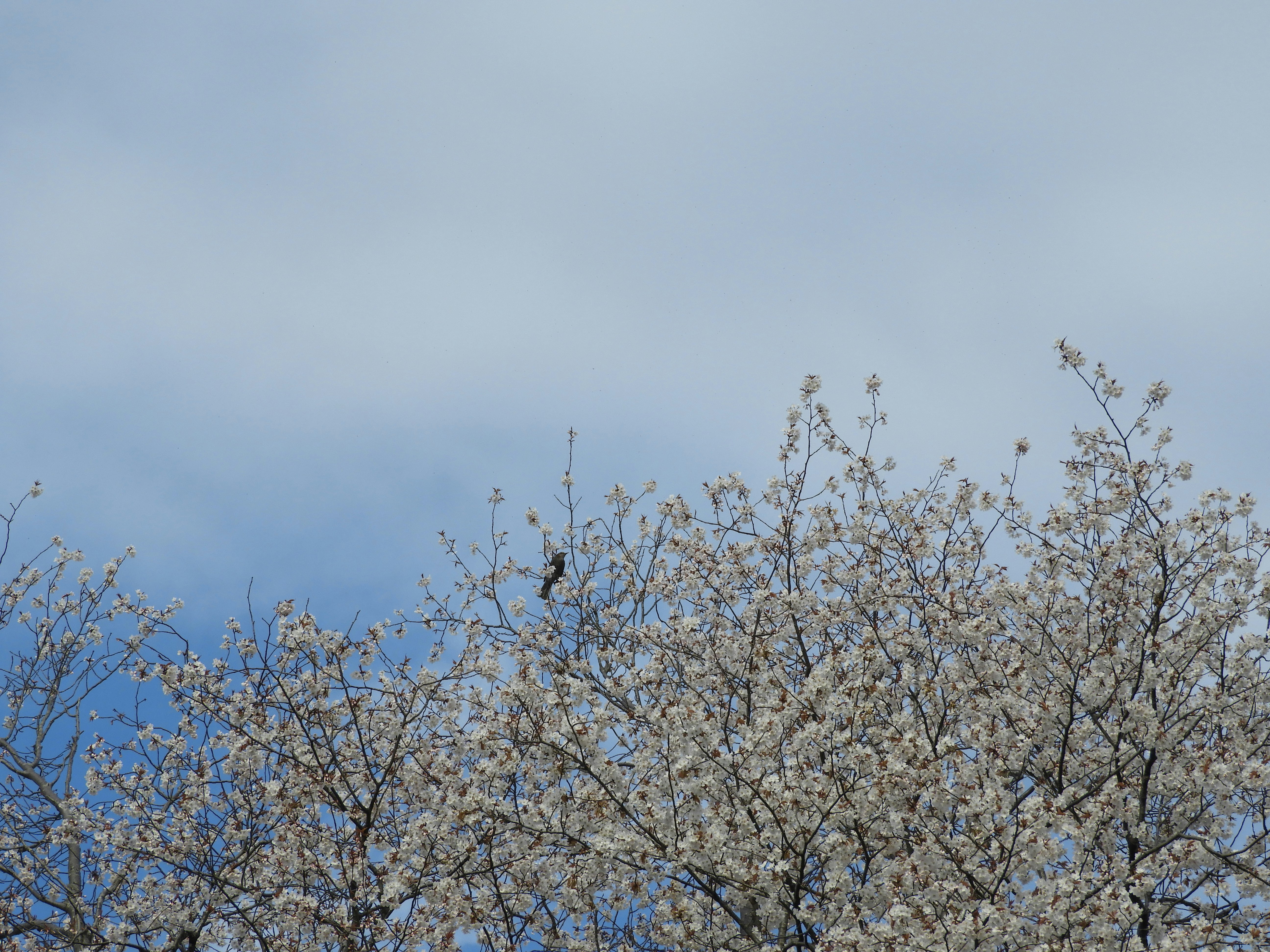 青空の下で咲く桜の枝