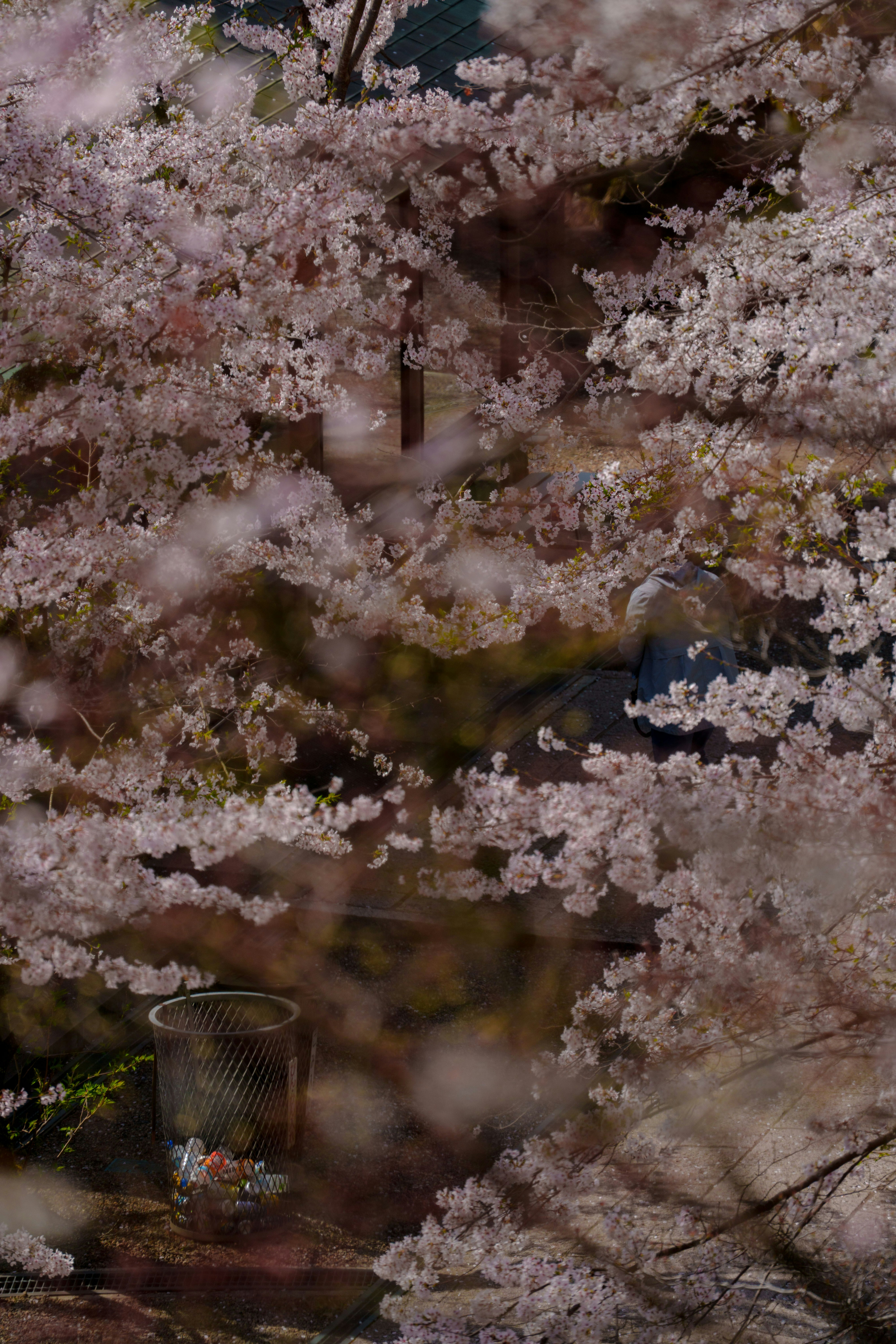 桜の花びらが舞う小川のほとりの風景