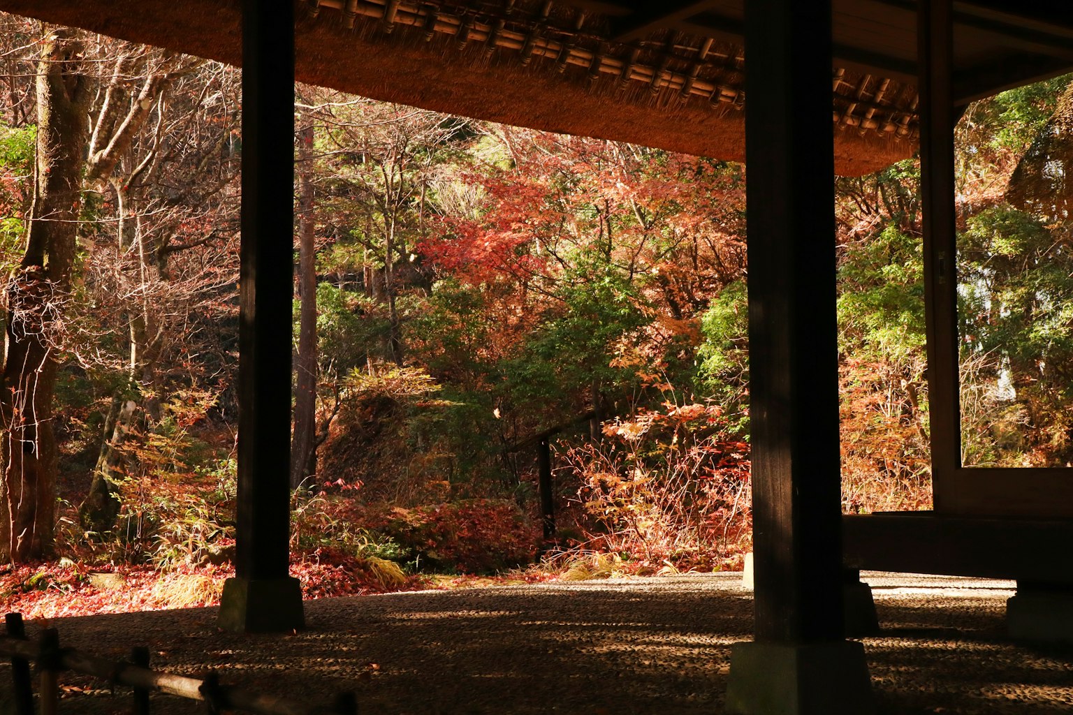 Vue pittoresque d'un jardin japonais avec un feuillage d'automne coloré