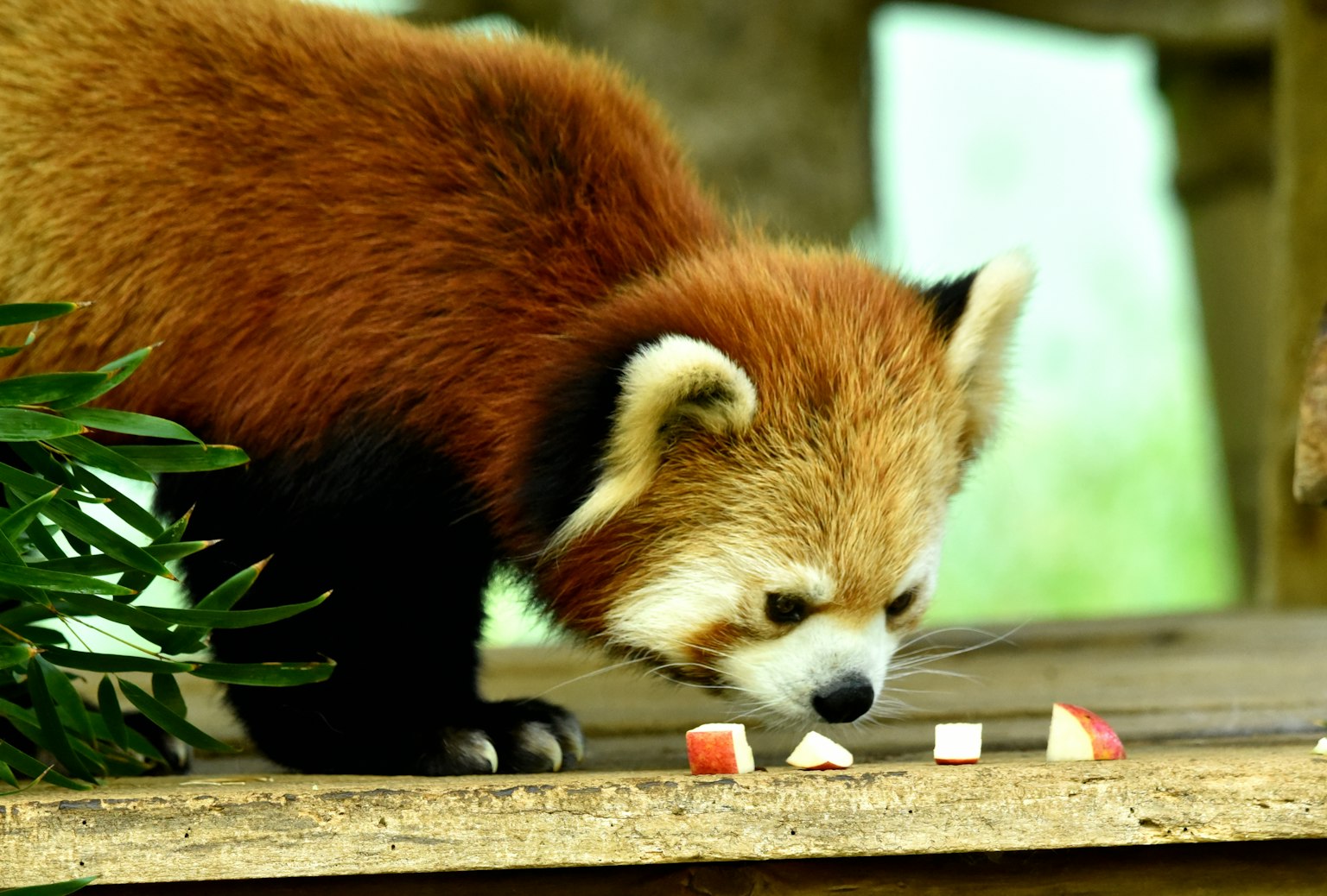 Panda rouge mangeant des morceaux de pomme sur une surface en bois