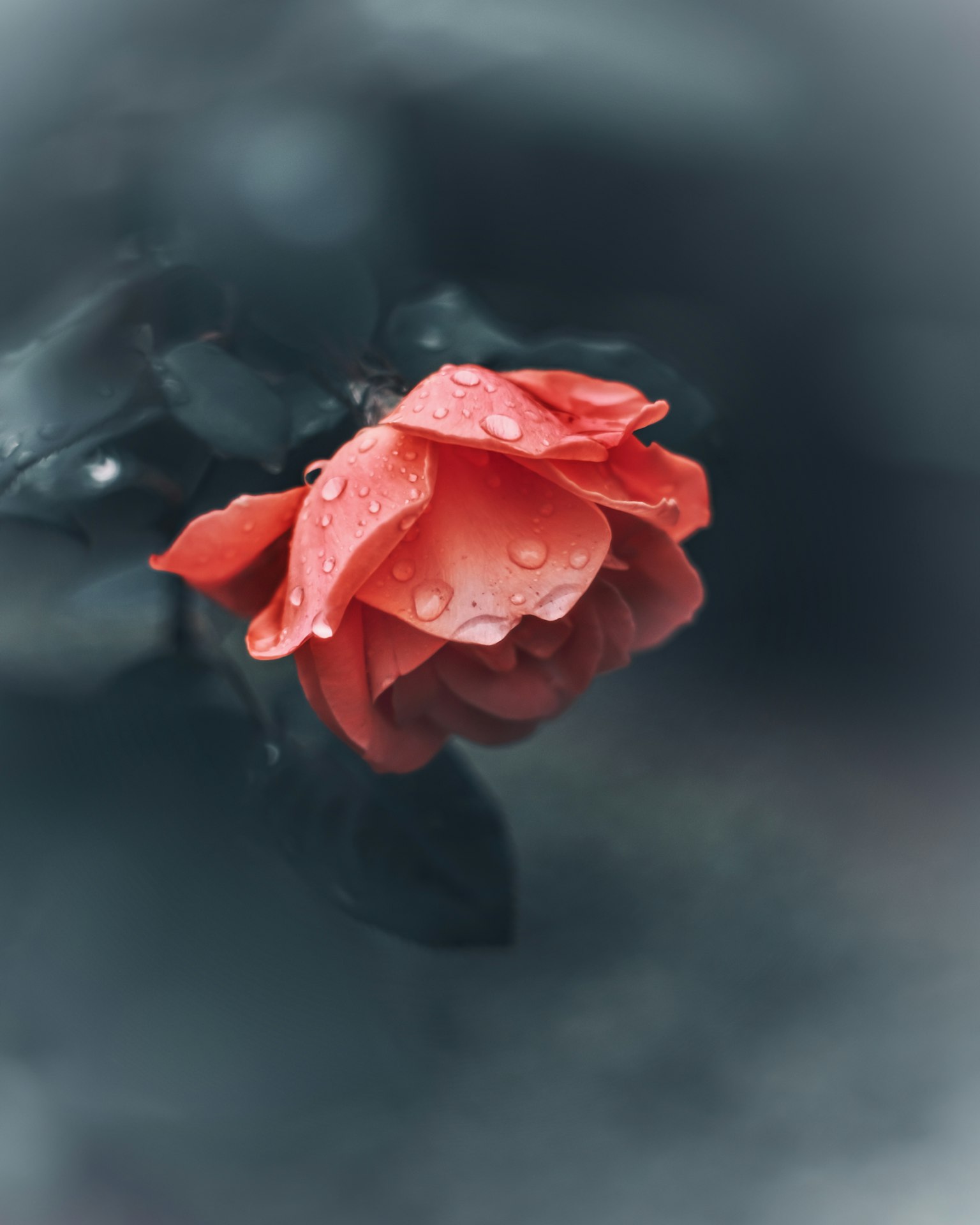 一朵帶有水滴的紅玫瑰，背景昏暗
