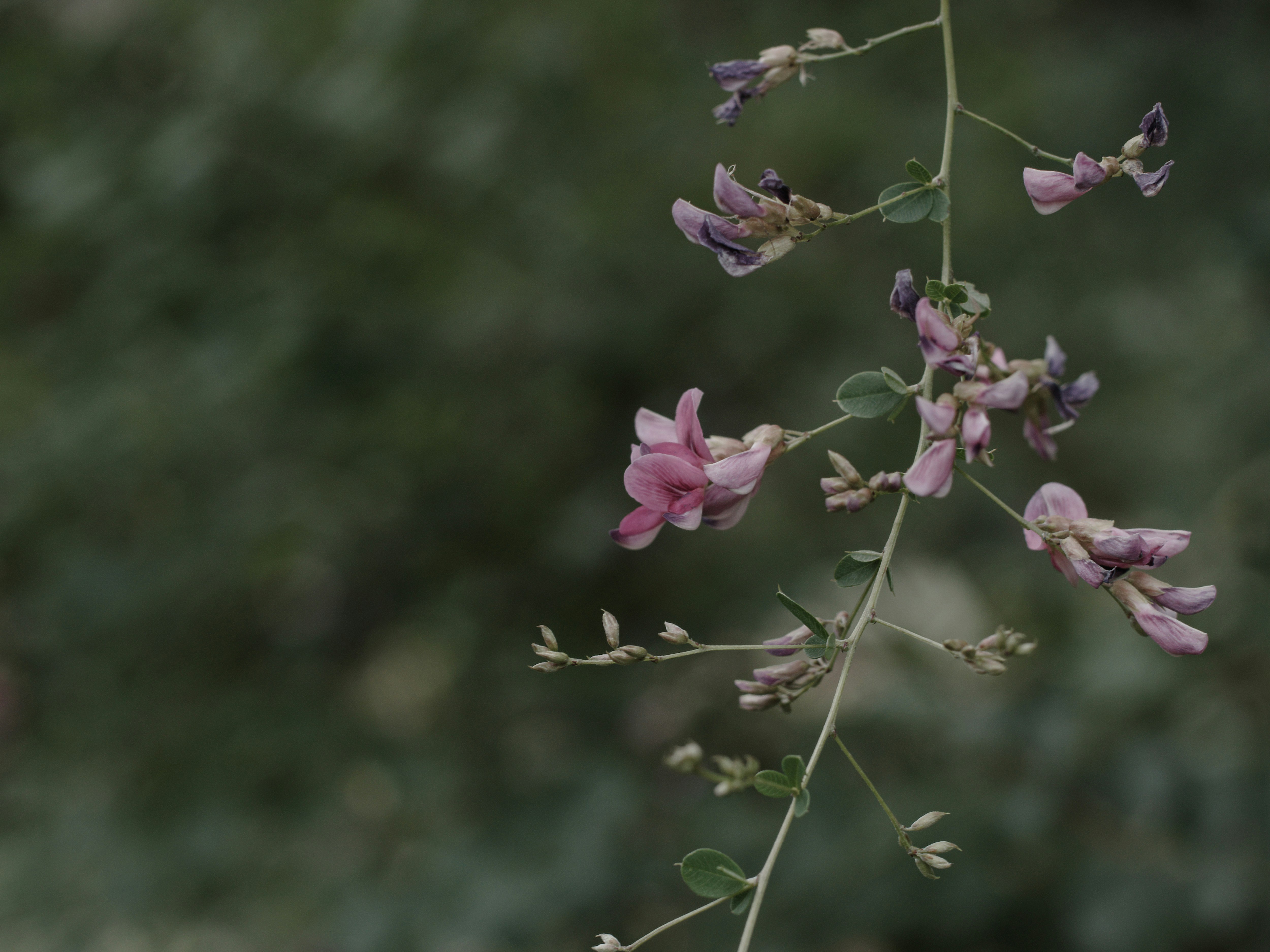 萩の花の枝先と淡いピンクの花