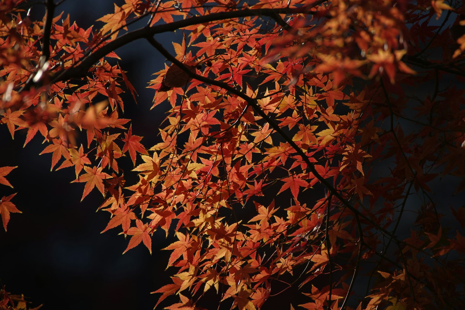 Lebendige rote und orange Herbstblätter, die sich an Zweigen gruppieren