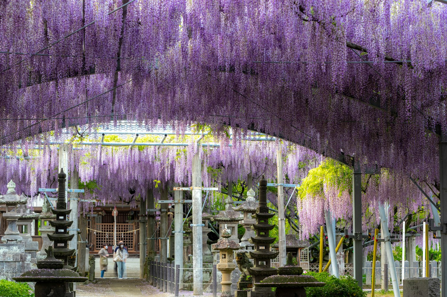 美麗的紫色藤花拱門下的神社風景