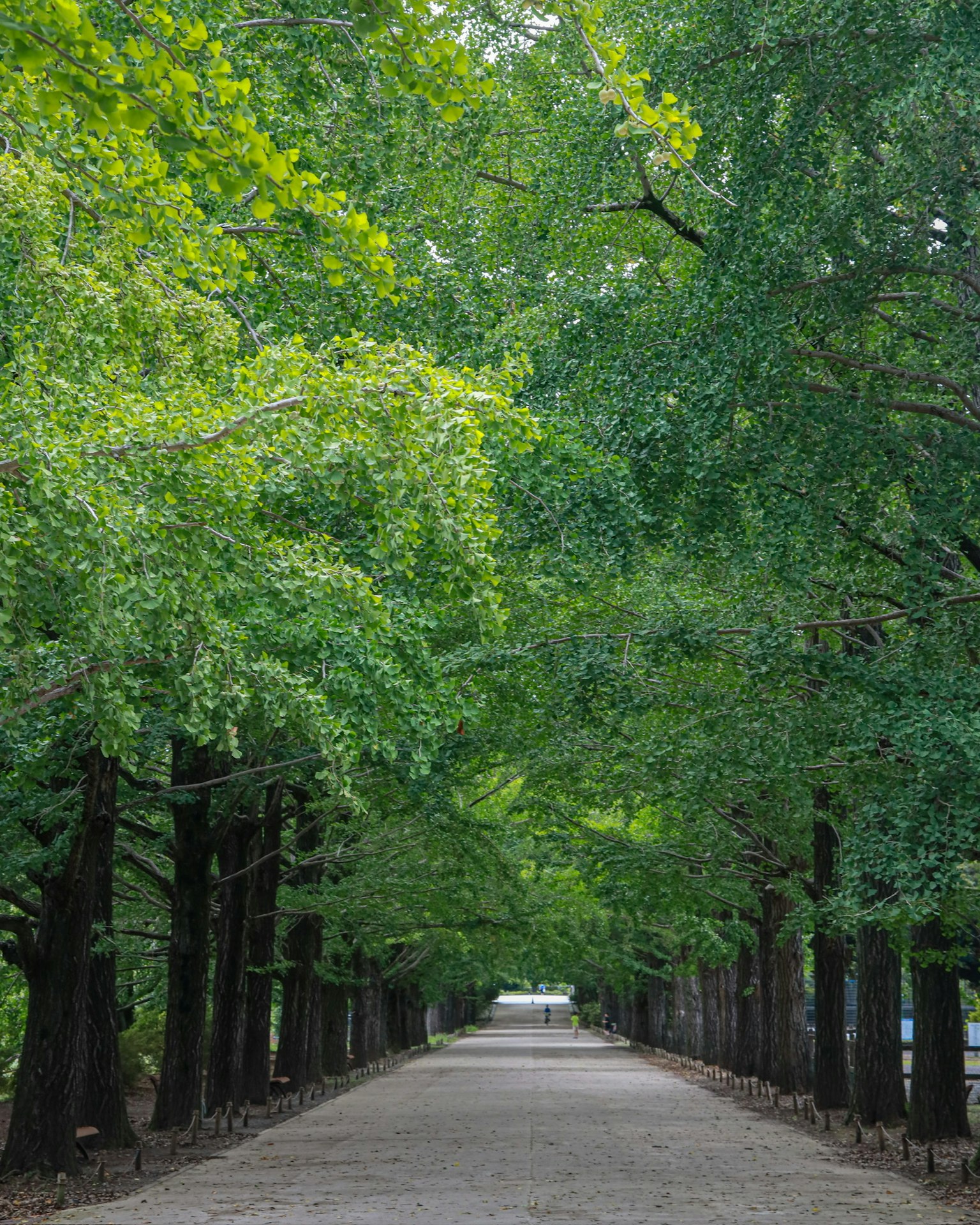 A serene pathway flanked by lush green trees