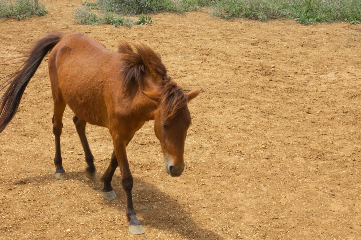 Brown horse walking on dirt ground